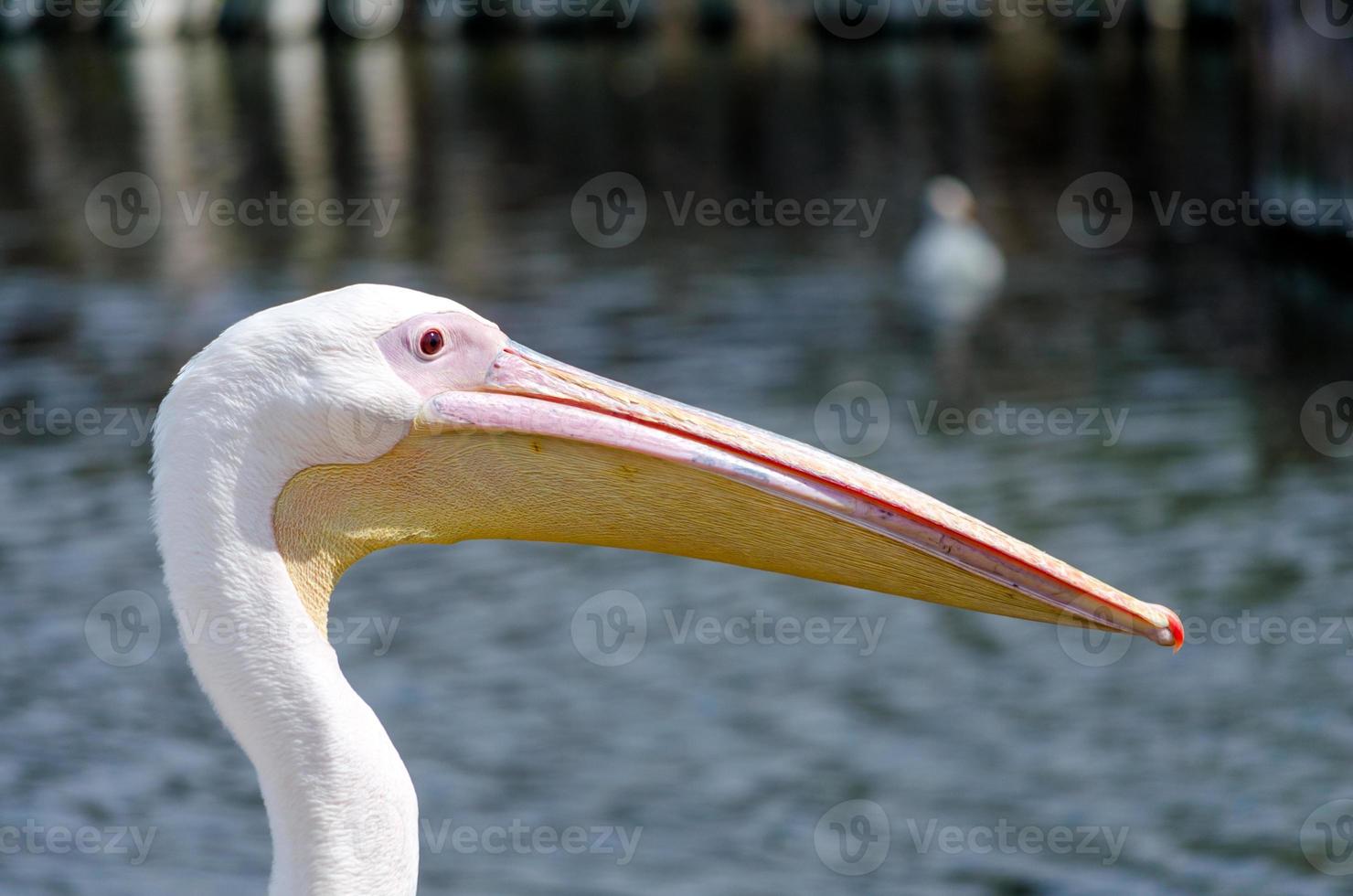 Pelican near water photo