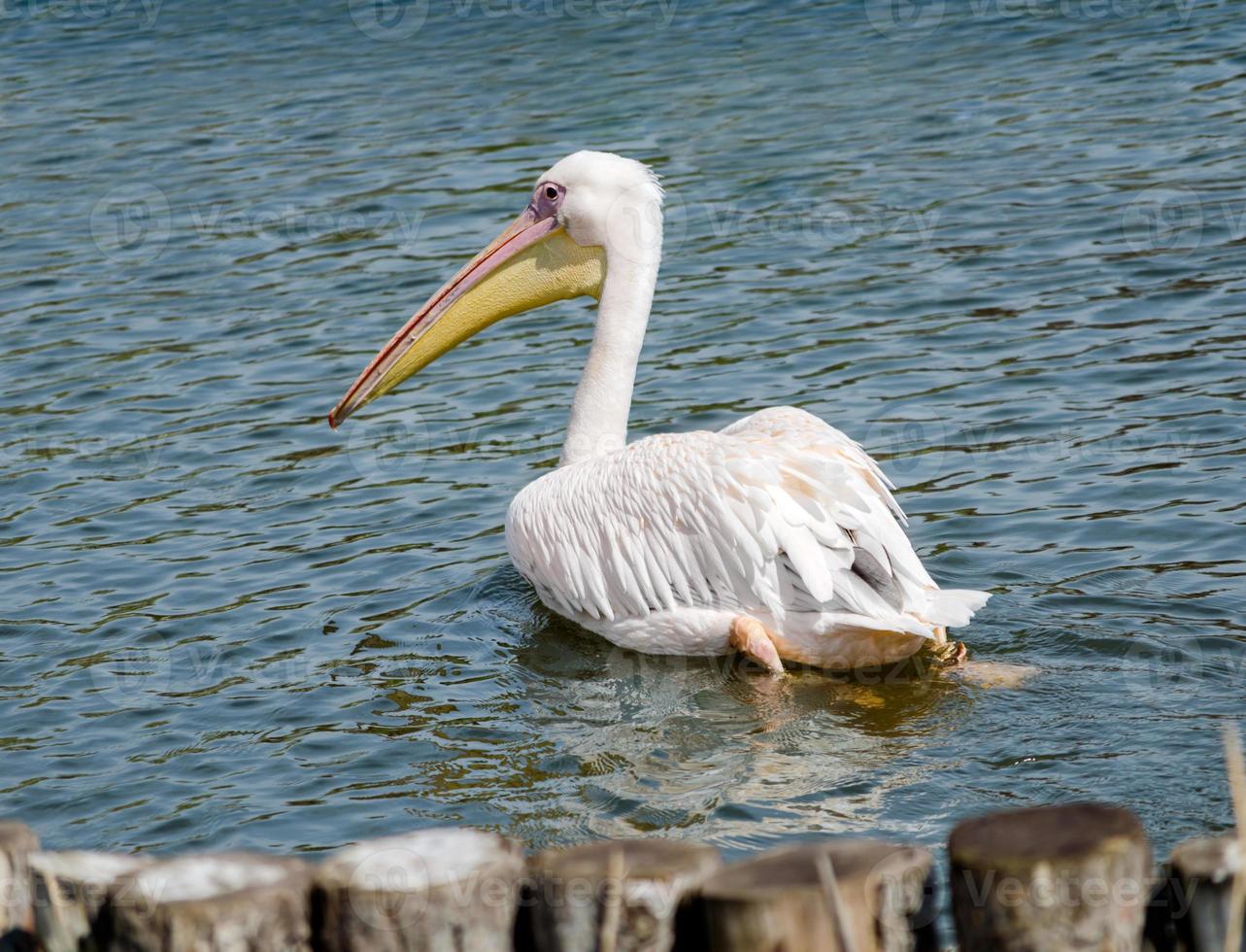 Pelican in the water photo