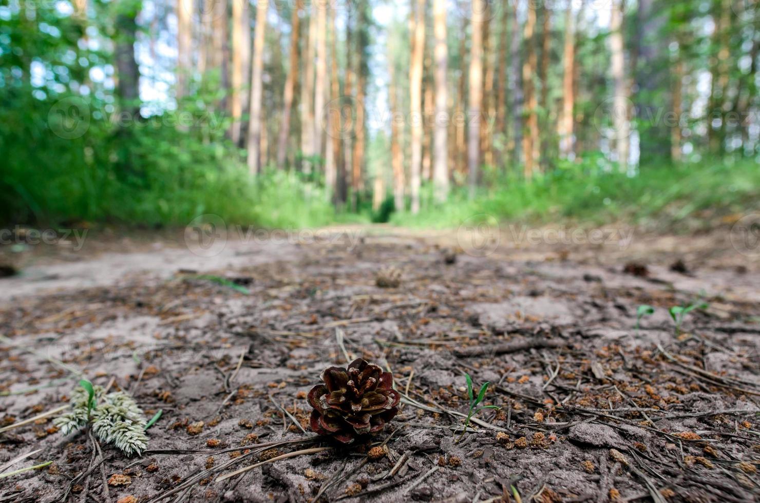 cono de pino en el bosque foto