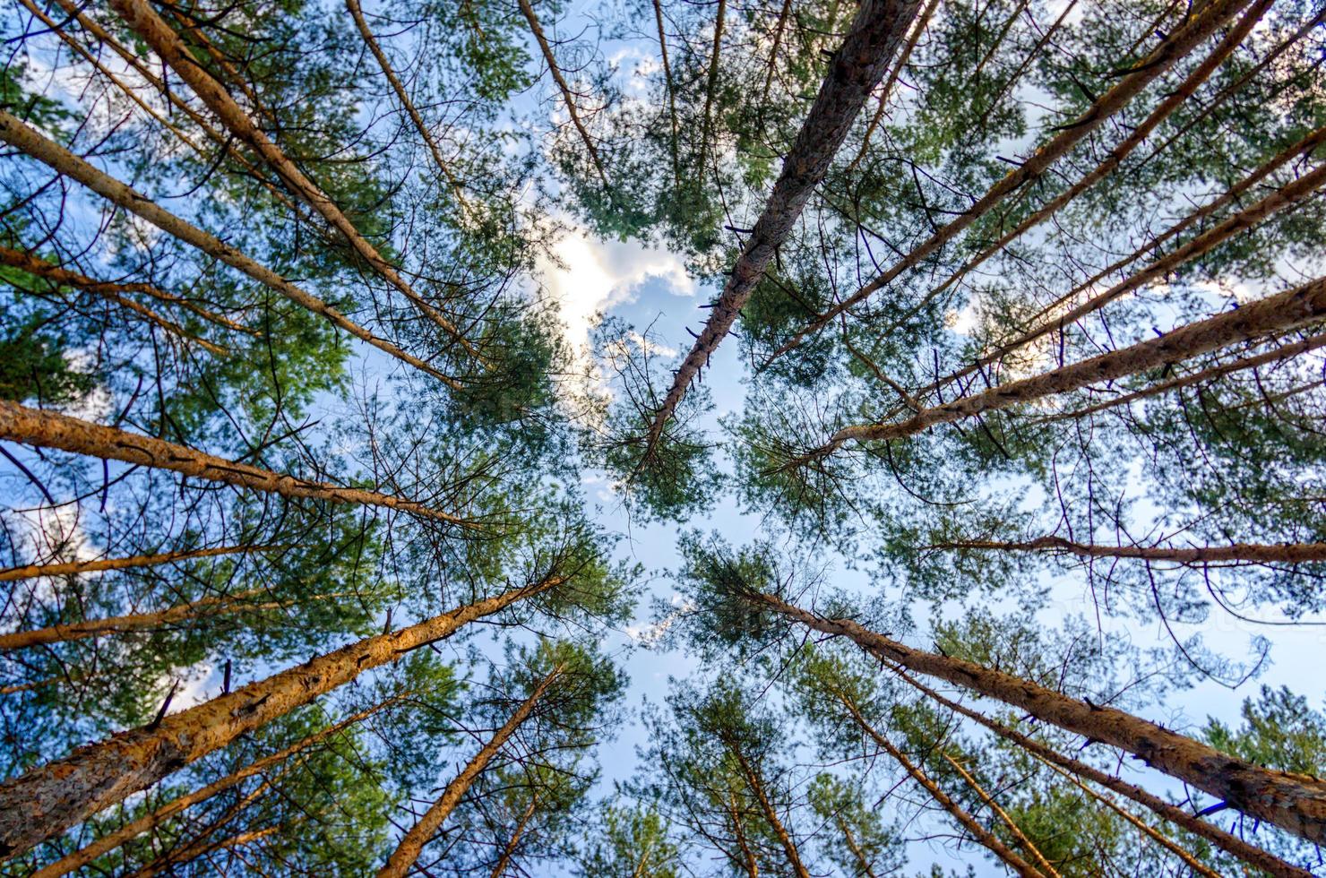 árboles altos en el cielo foto