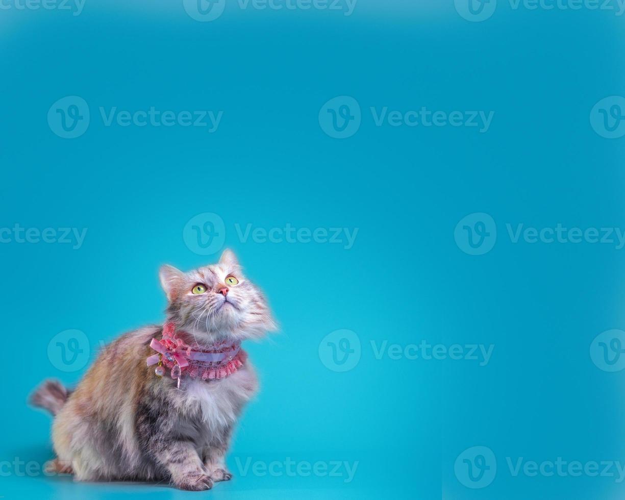 Cat on a blue background photo