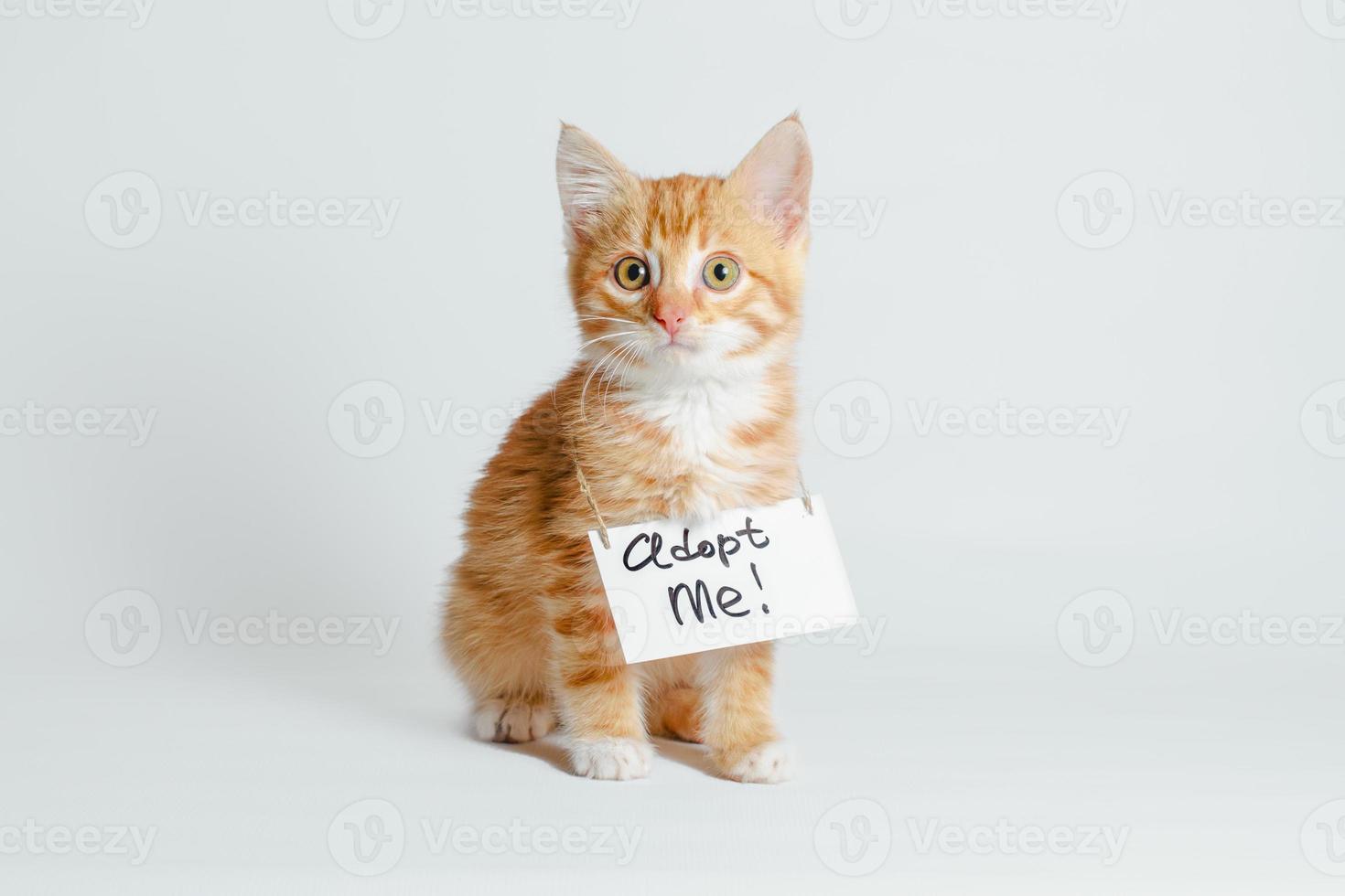 Gatito de jengibre con un cartel de adoptarme foto