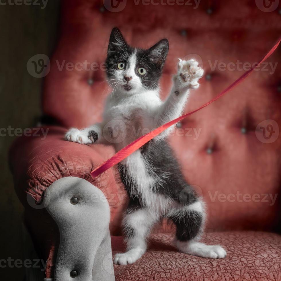 Kitten playing with ribbon in a red chair photo