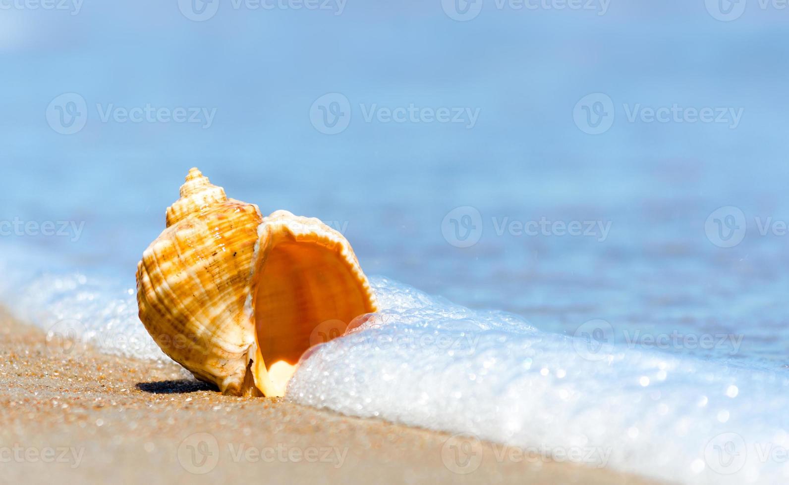 concha junto al mar foto