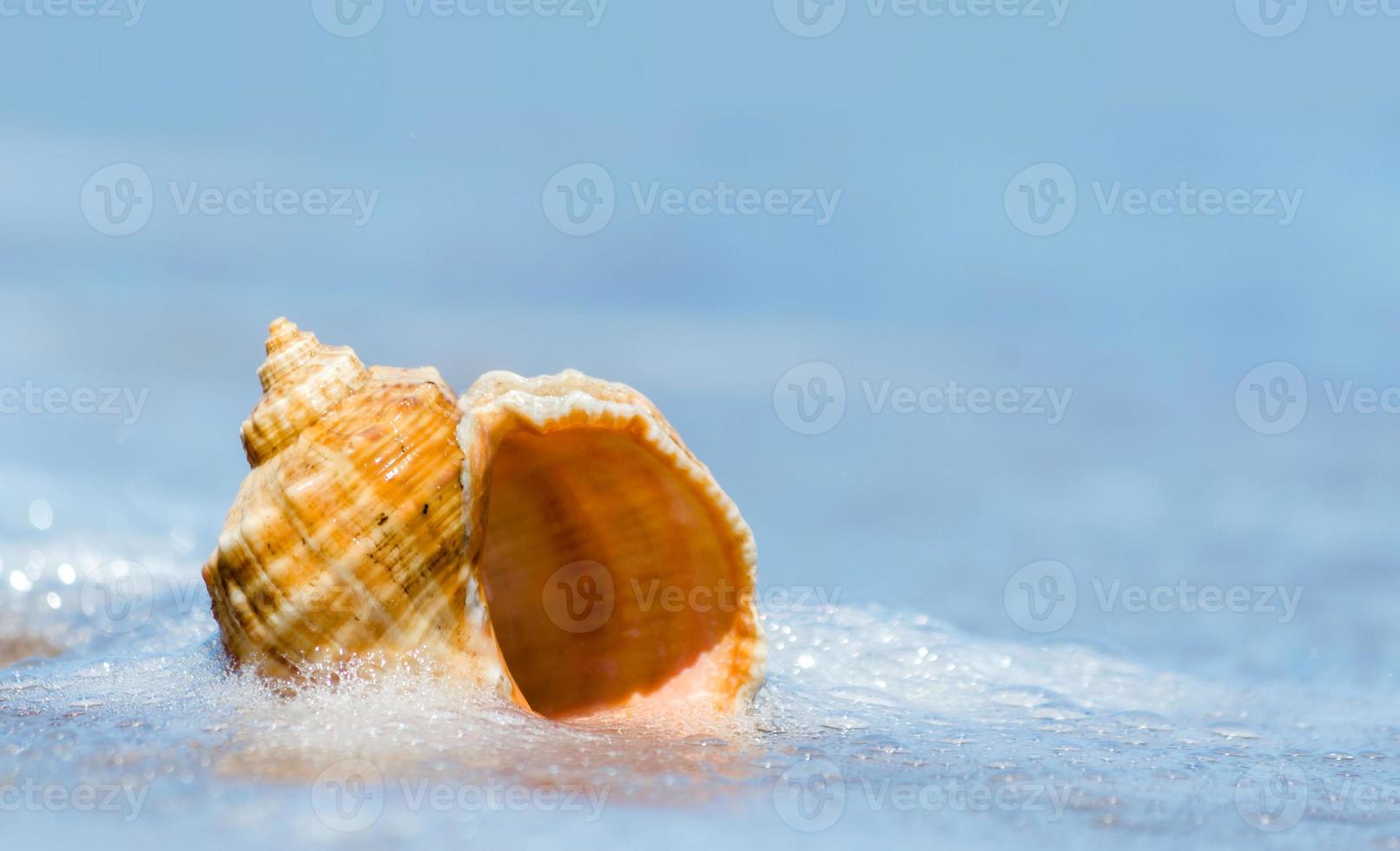 Seashell in the water photo