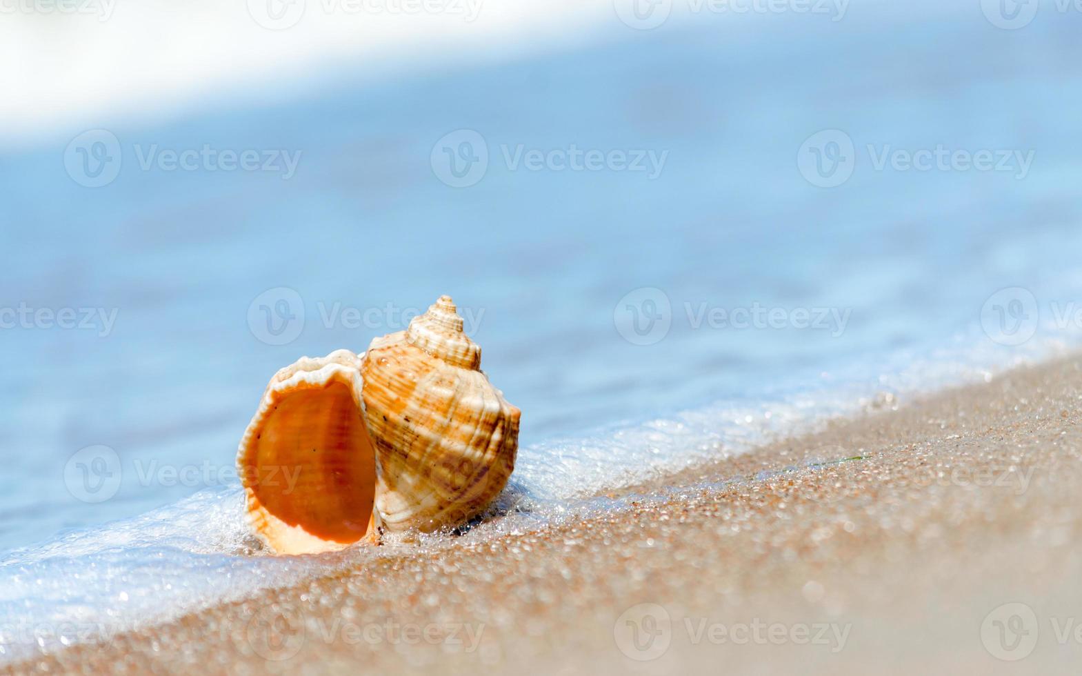 Conch shell in water on a beach photo