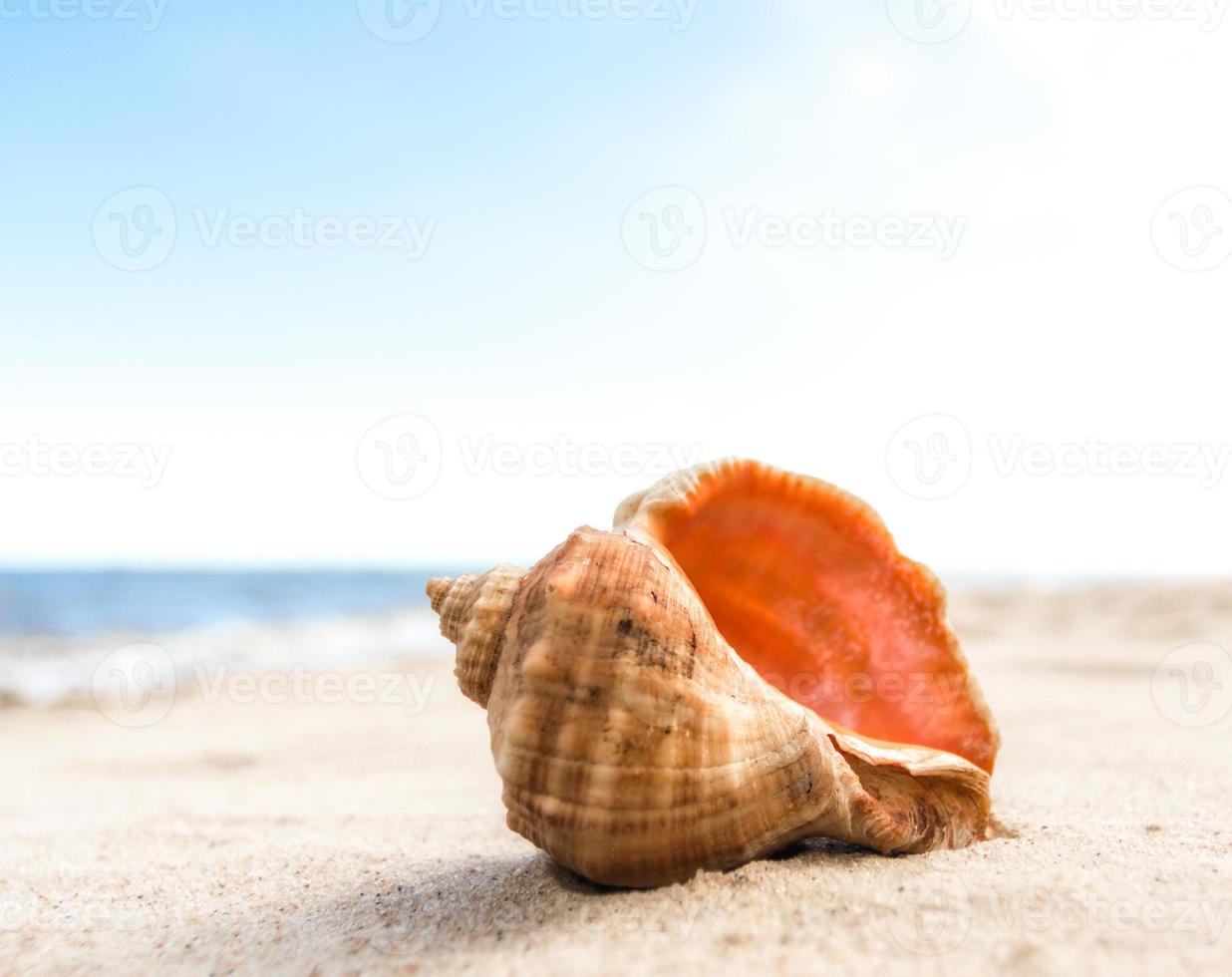 Seashell on the sand photo