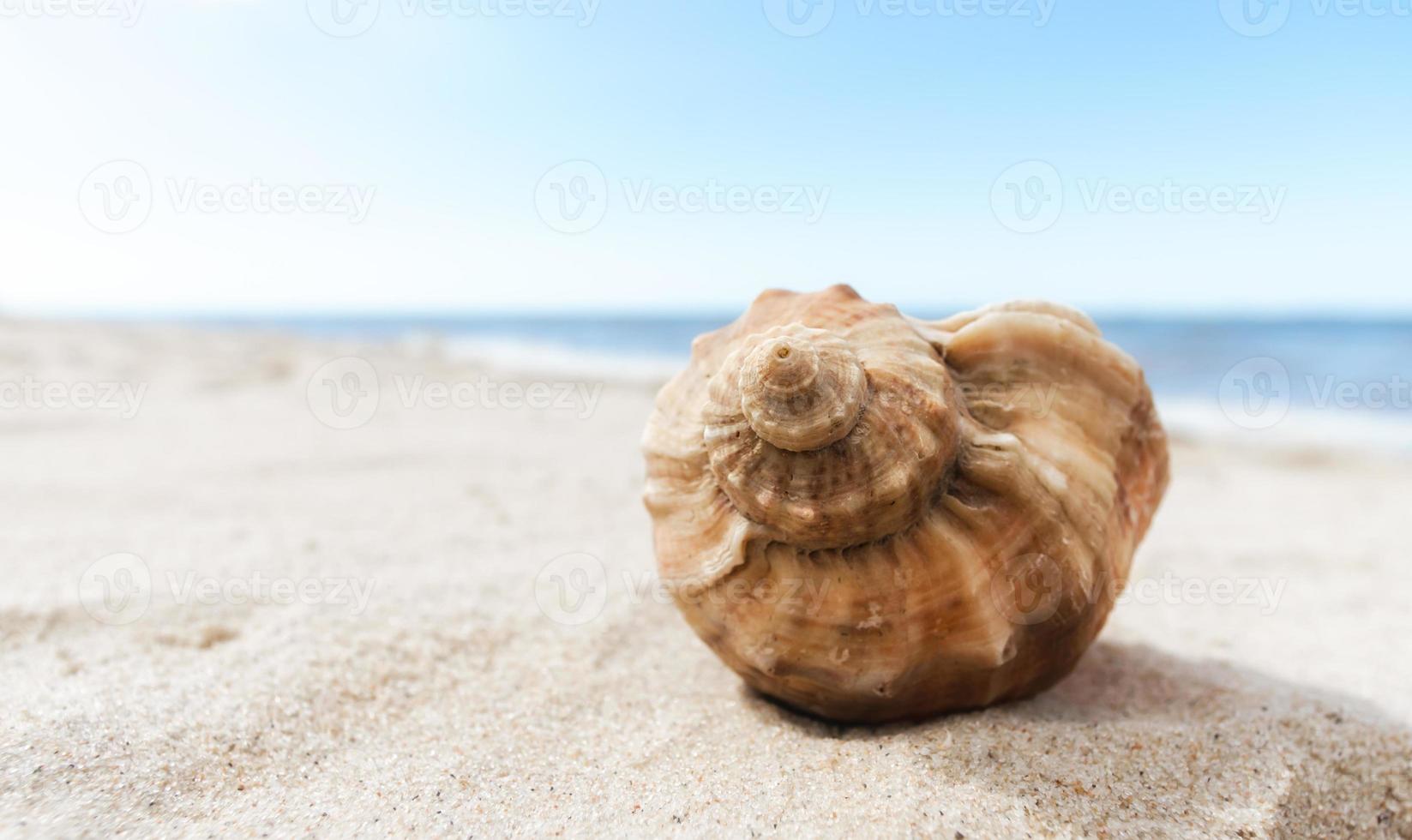 Seashell on the beach photo