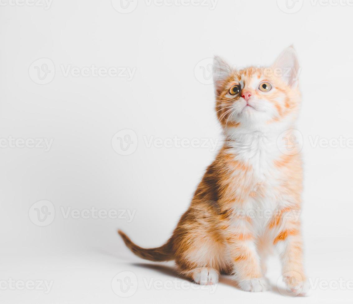 Gatito atigrado de jengibre sobre un fondo blanco. foto