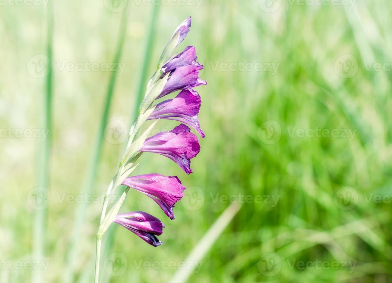 flores moradas en un campo verde foto