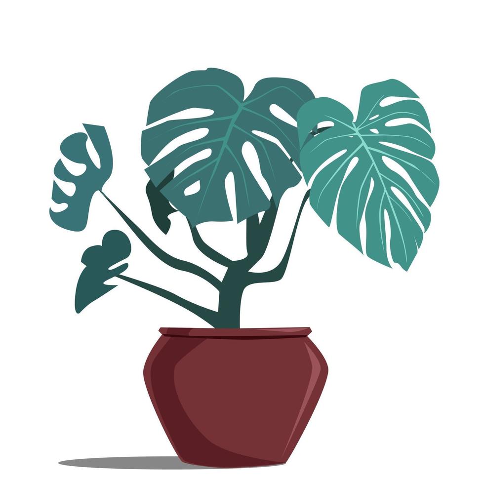 Monstera-A potted house plant vector