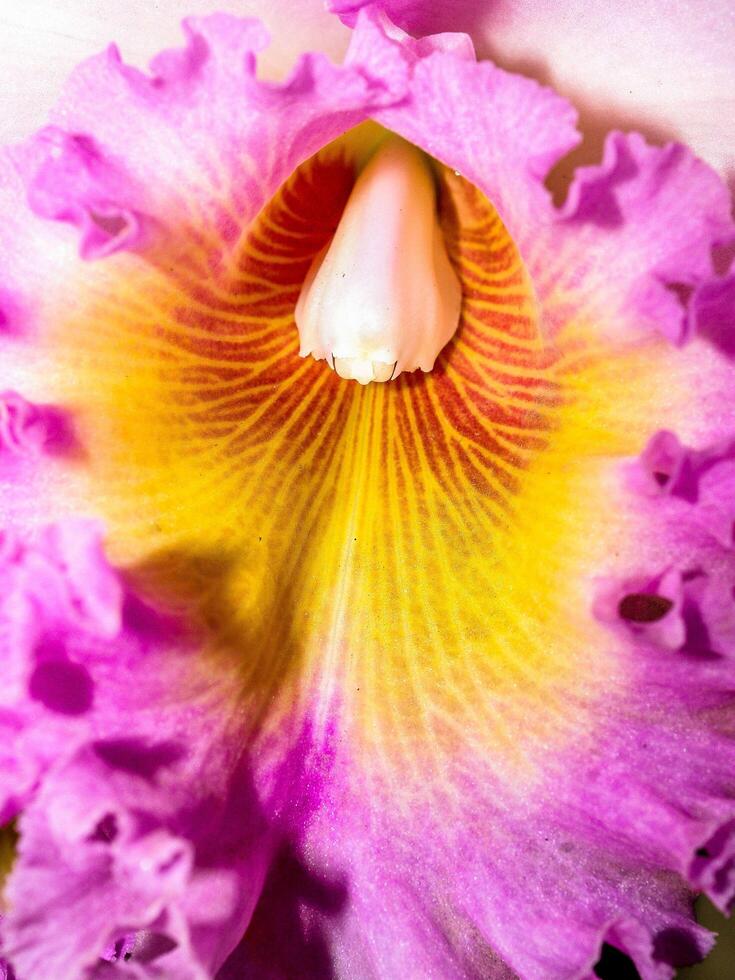 flor de la orquídea en la naturaleza foto