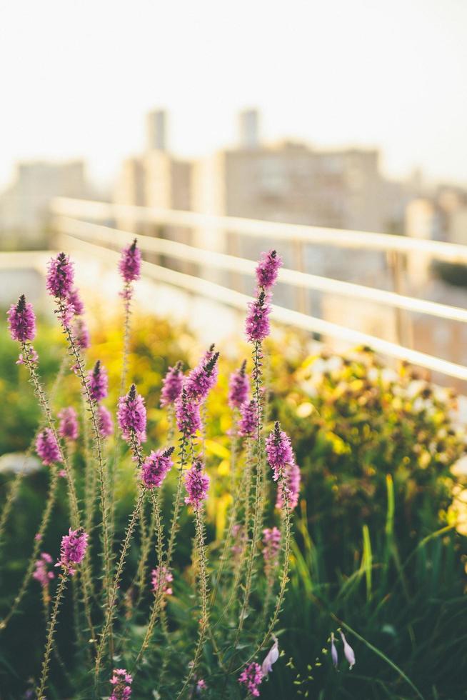 Violet flowers on a the balcony photo