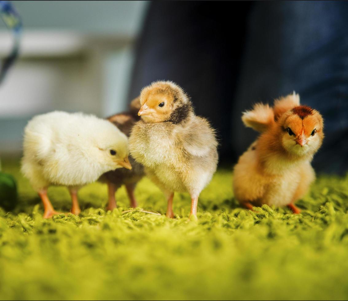 Three small chicks photo