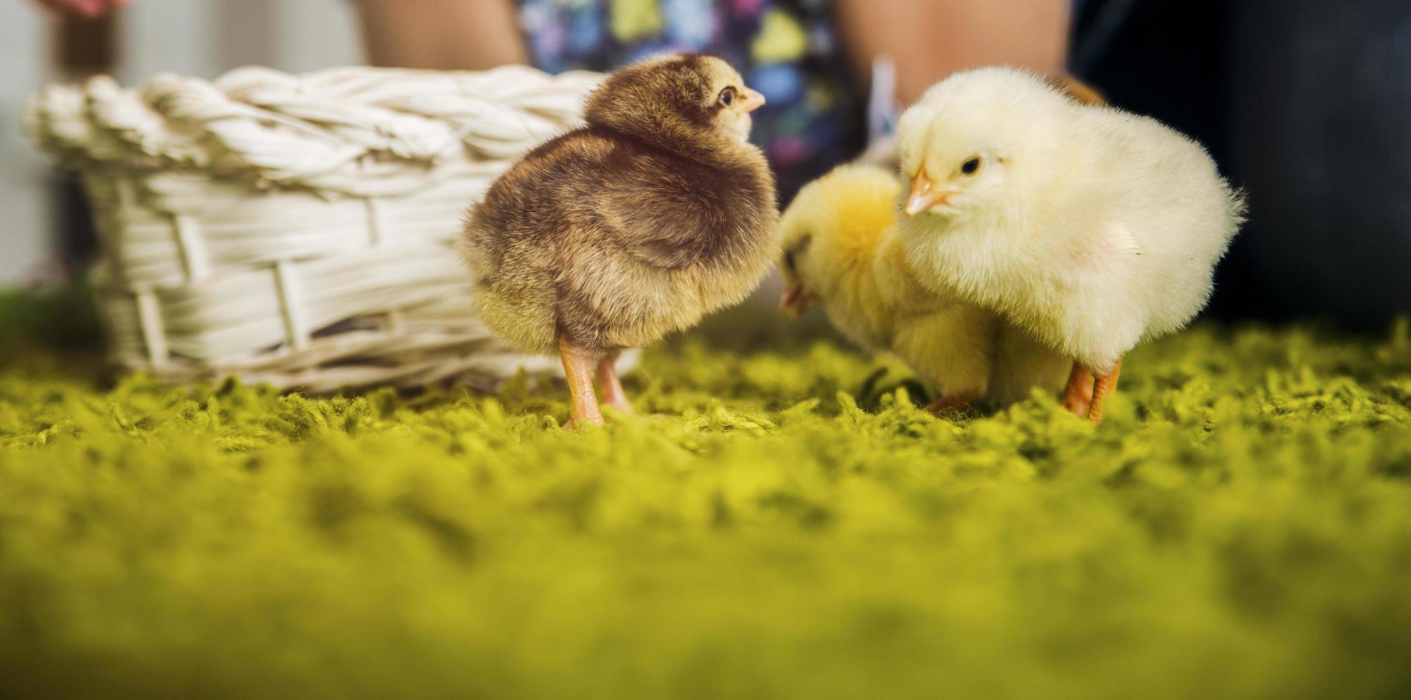 Chicks on faux grass photo