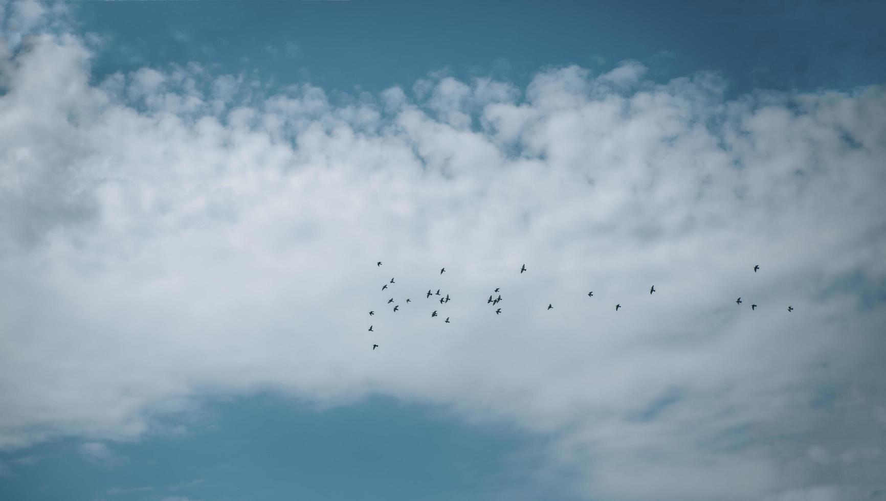 bandada de pájaros en un cielo azul foto