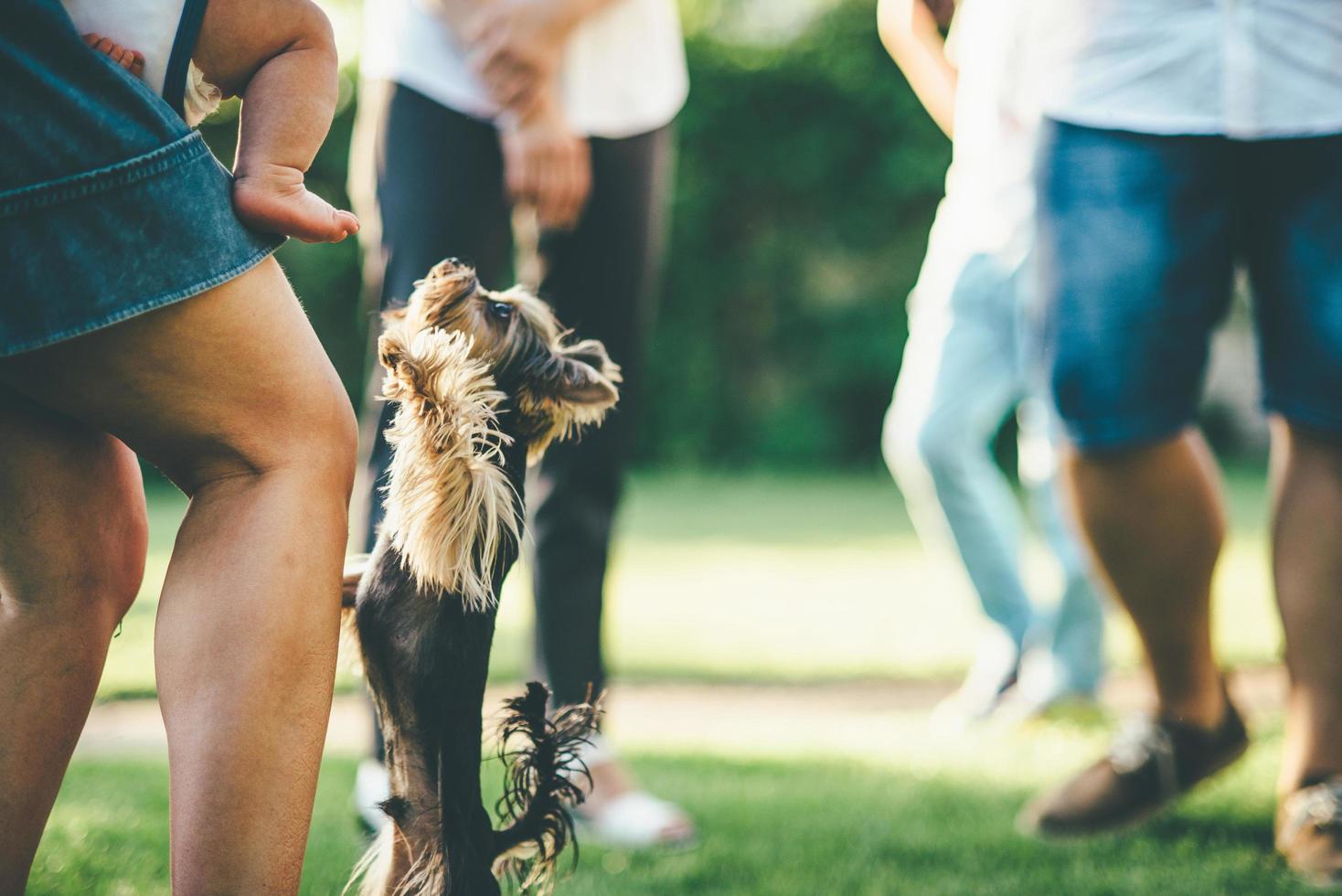 People playing with a dog outdoors photo