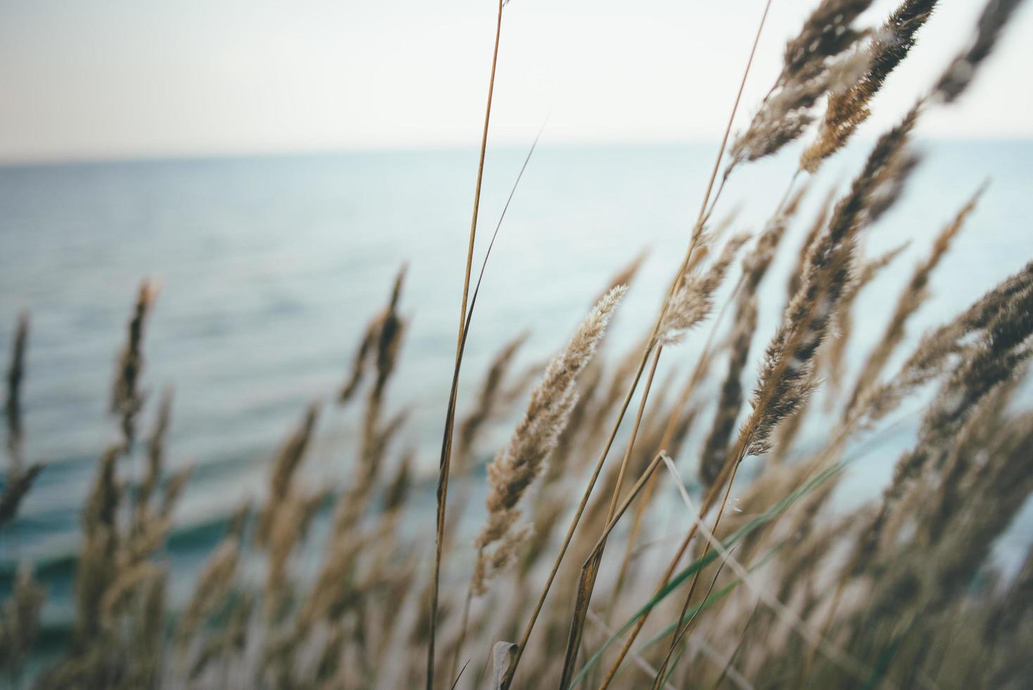 Dry reeds over the water photo