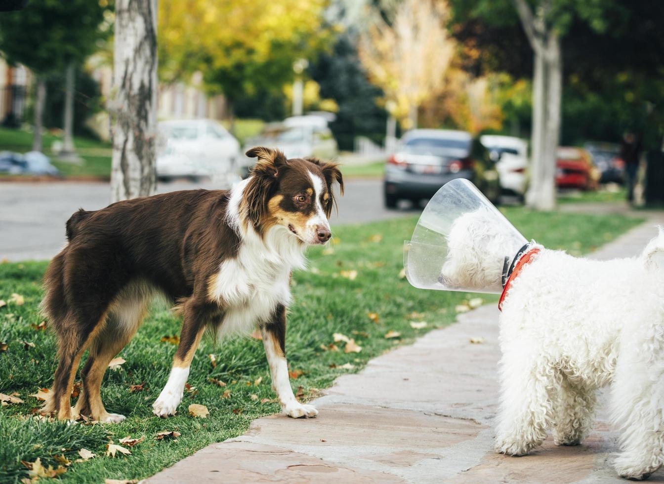 Dog greeting another dog on the sidewalk photo