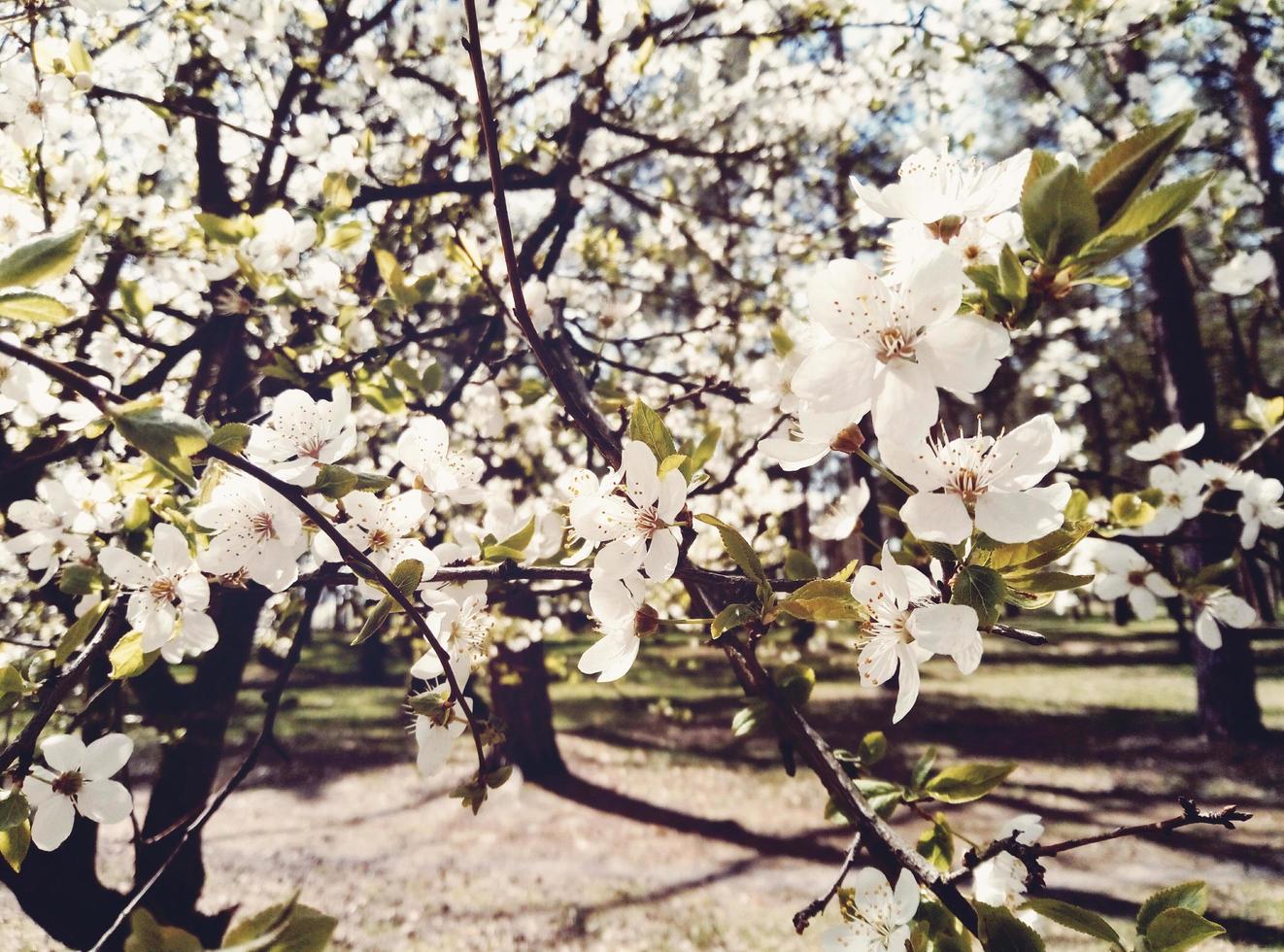 White apple blossoms photo