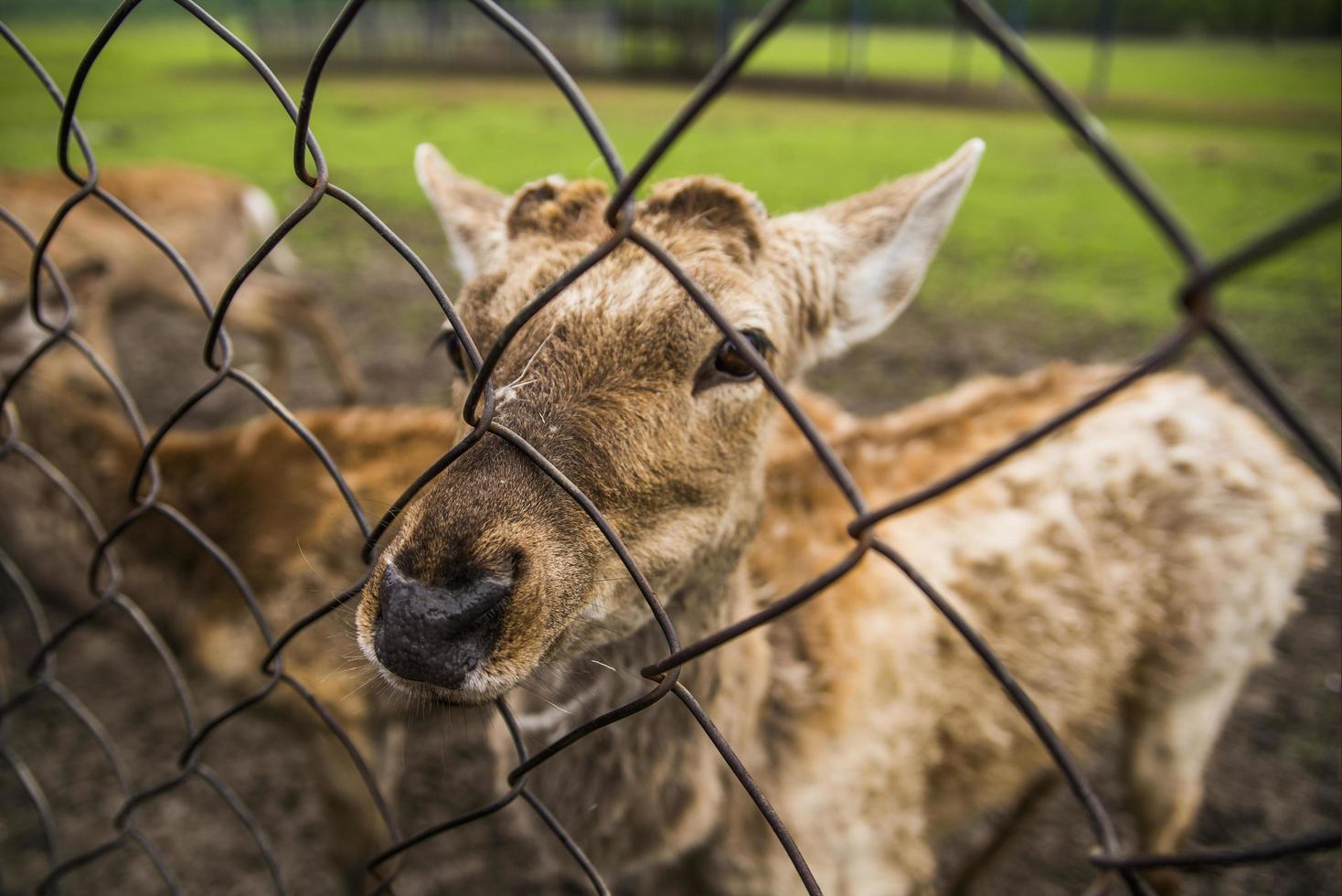 Deer behind a fence photo