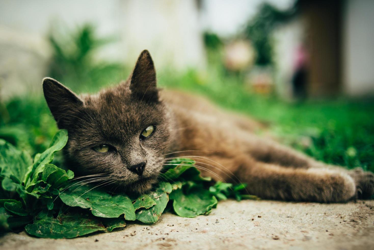 gato gris en hojas foto