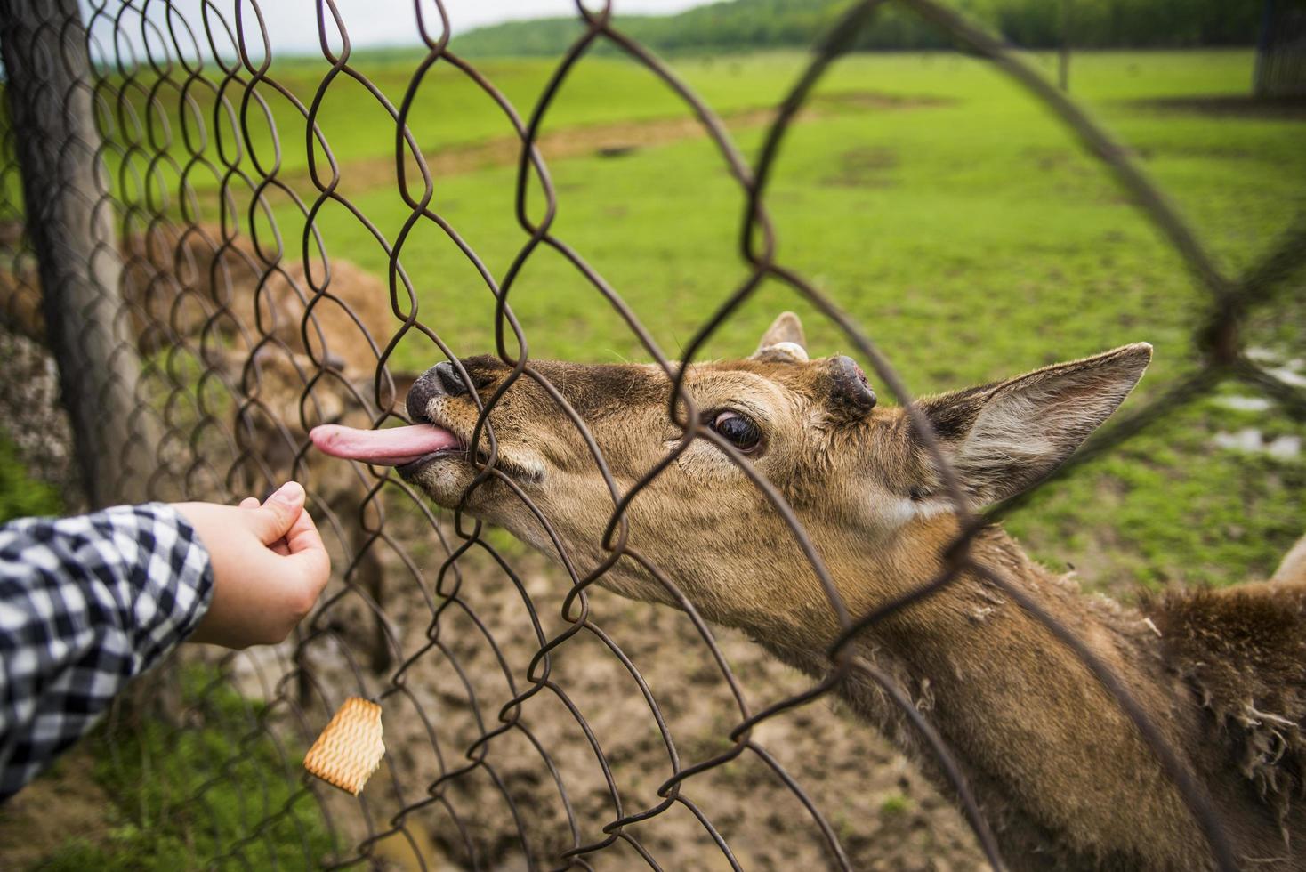 Person feeding a deer behind a fence photo