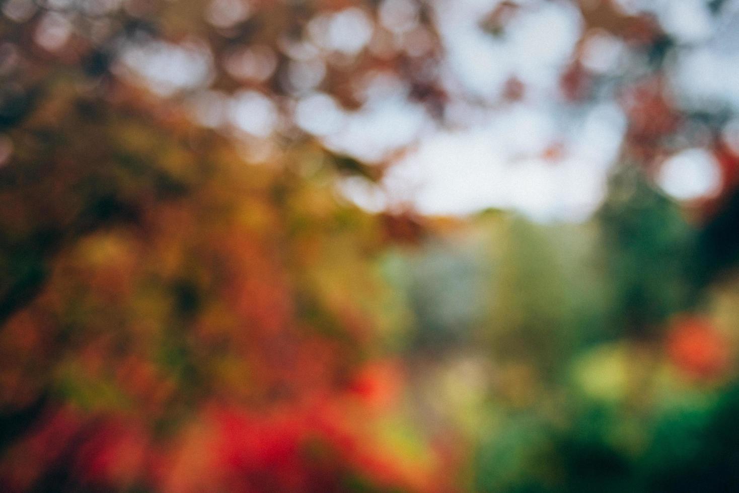 Blurred autumn forest photo