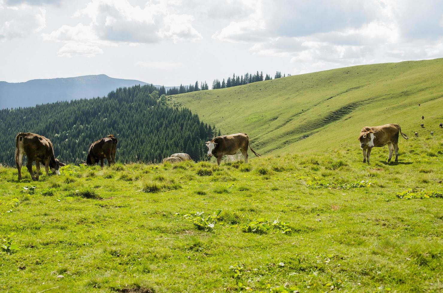 Cows on a mountain photo