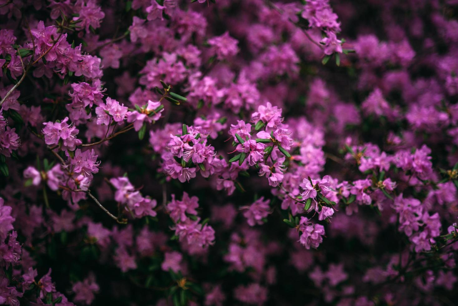 Violet lilac flowers photo