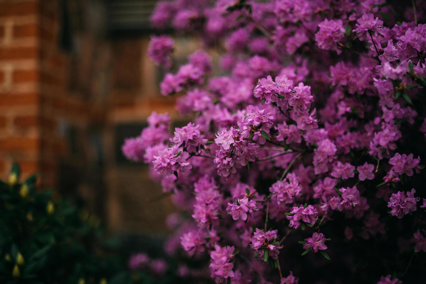 Purple lilac flowers photo