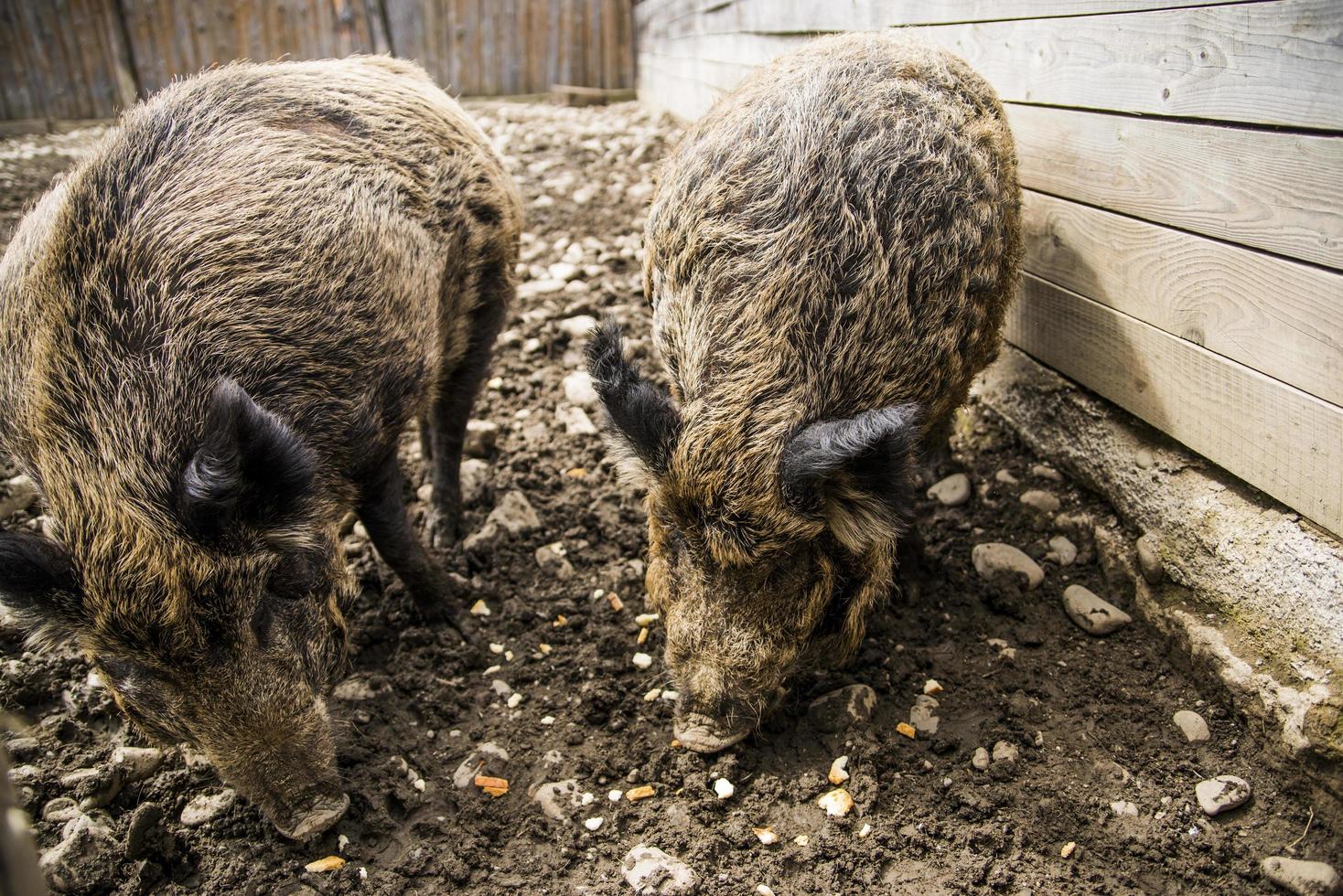 dos jabalíes comiendo cerca de la cerca foto