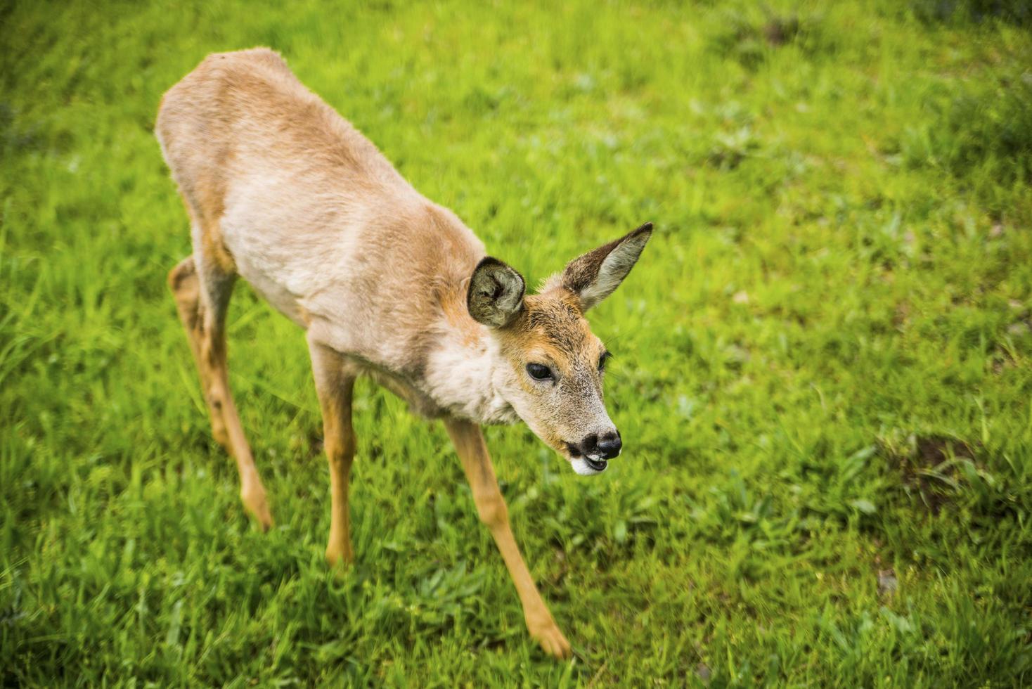 Deer in grass photo