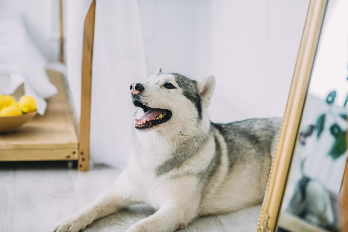 husky acostado sobre un piso de madera foto