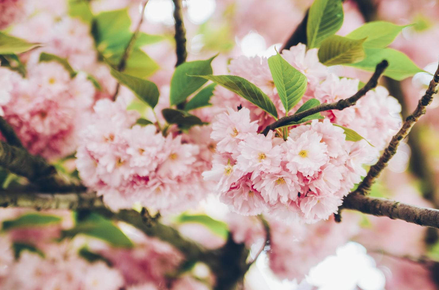 flores rosadas en un árbol foto