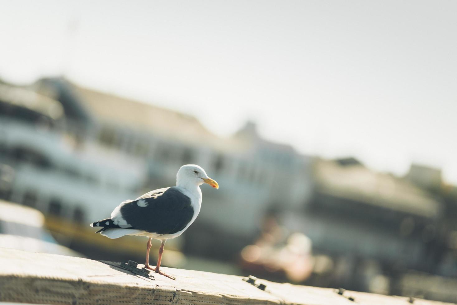 gaviota en un muelle foto