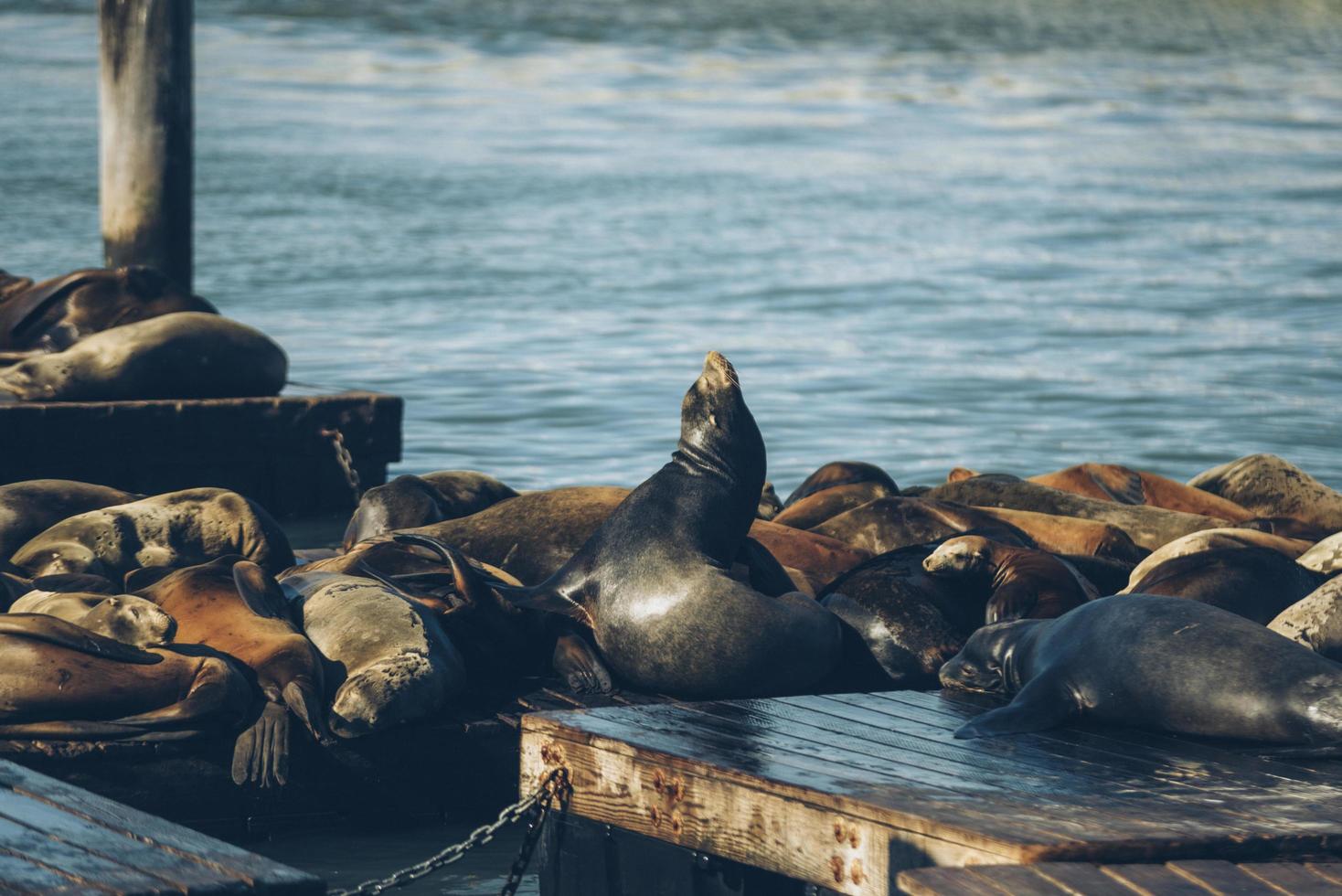 Group of sealions photo