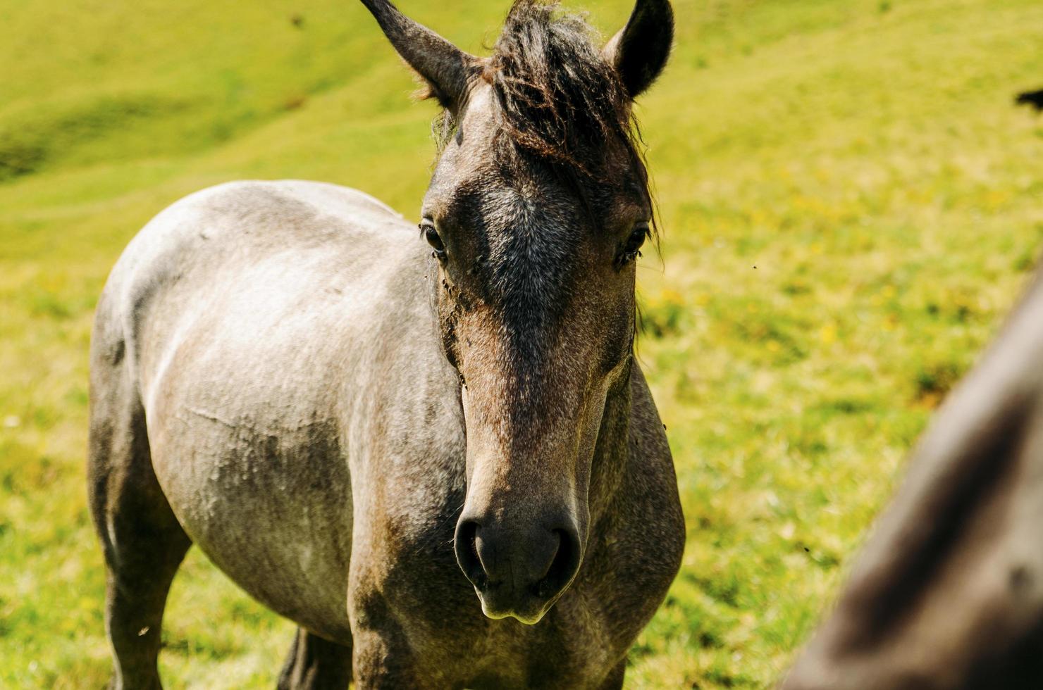 primer plano, de, un, caballo marrón foto