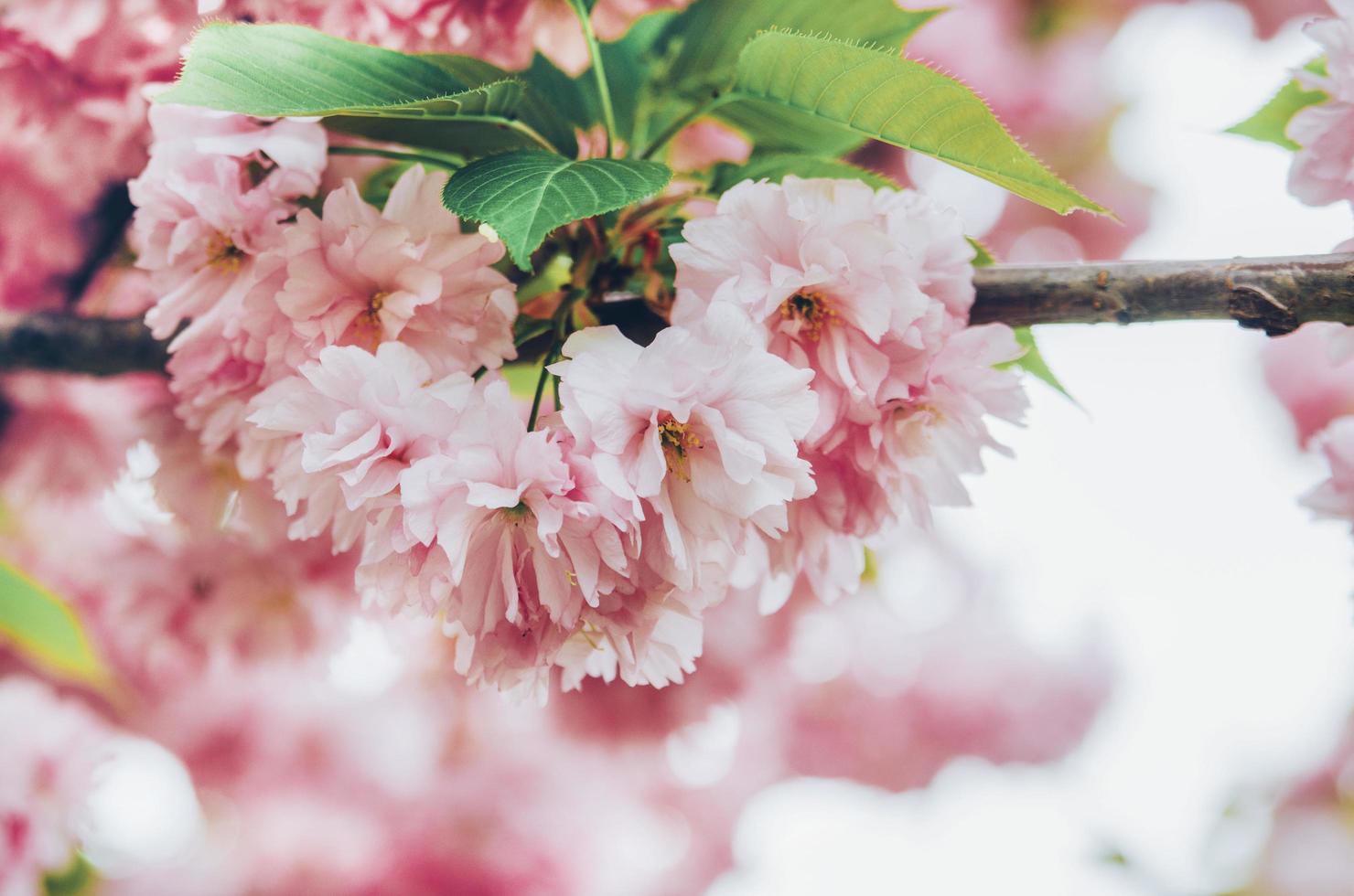 Pink apple blossom close-up photo