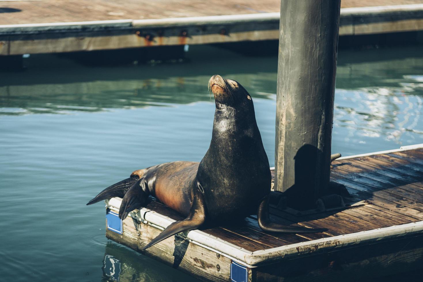 Sealion on dock photo