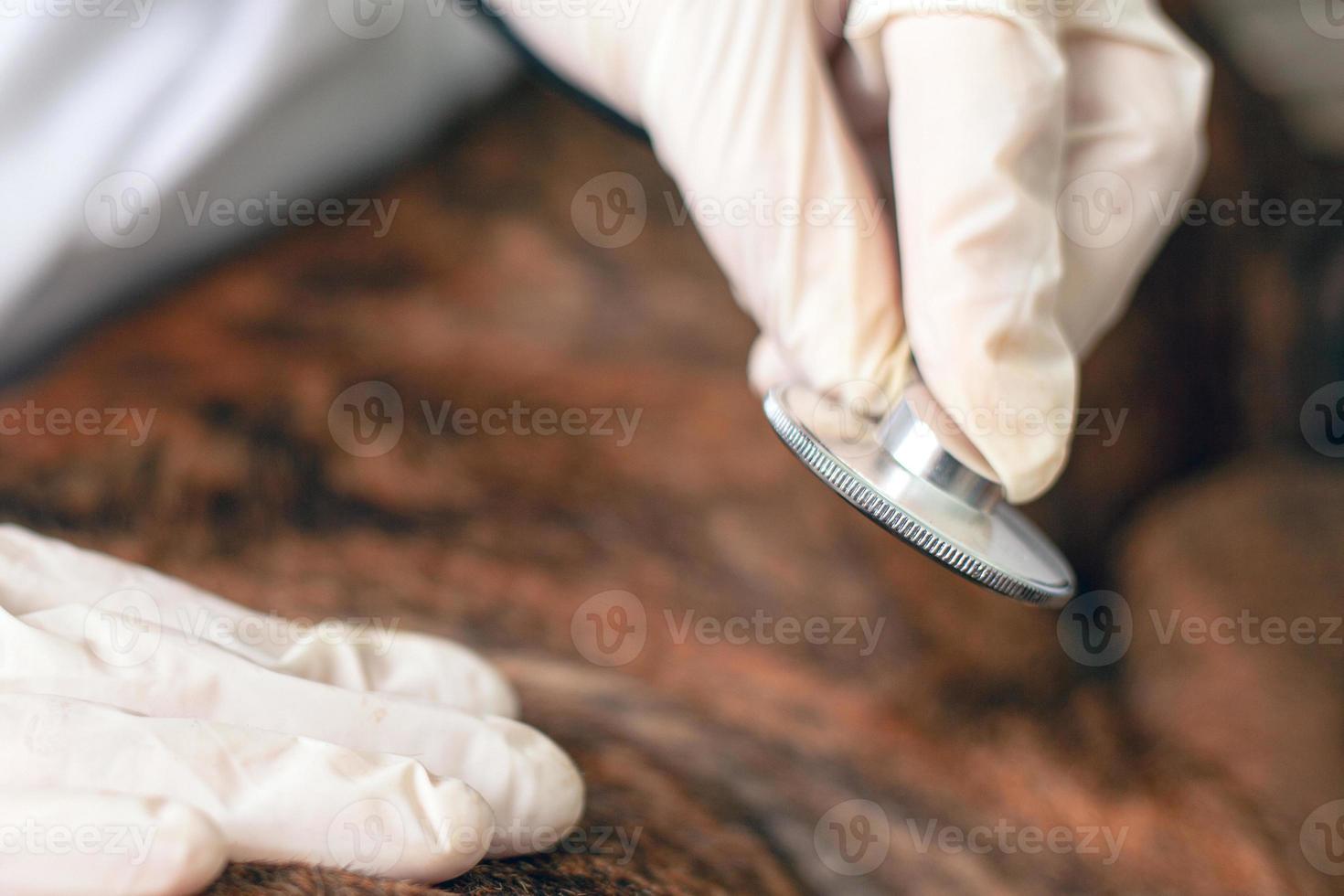 Médico veterinario escucha a un perro enfermo con un estetoscopio de cerca foto