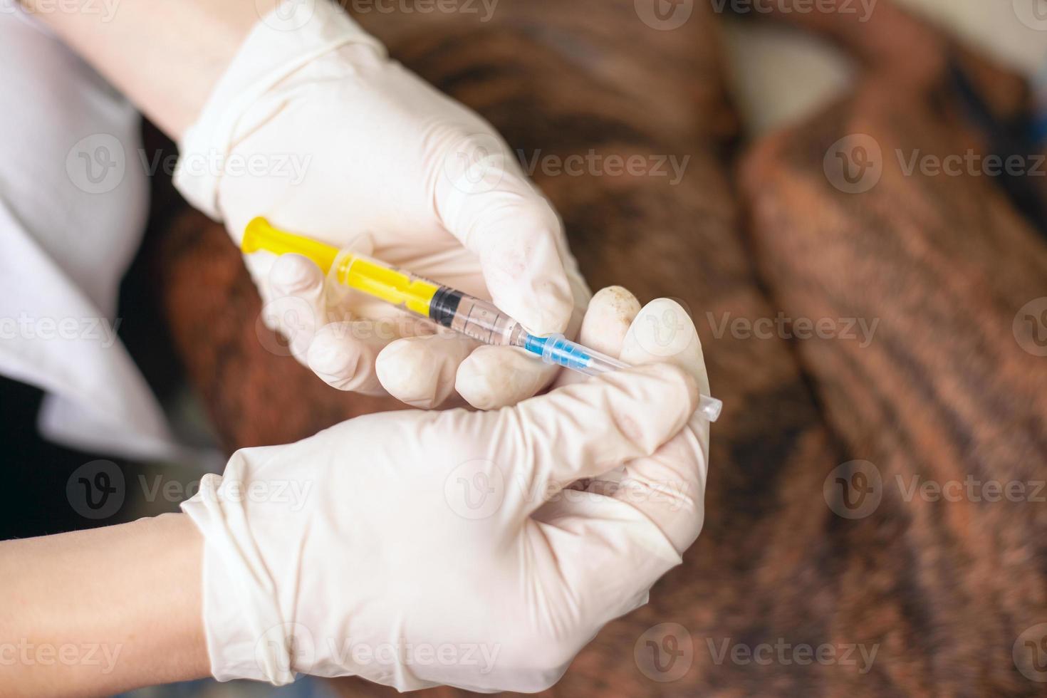Veterinarian doctor preparing to give an injection to a sick dog photo