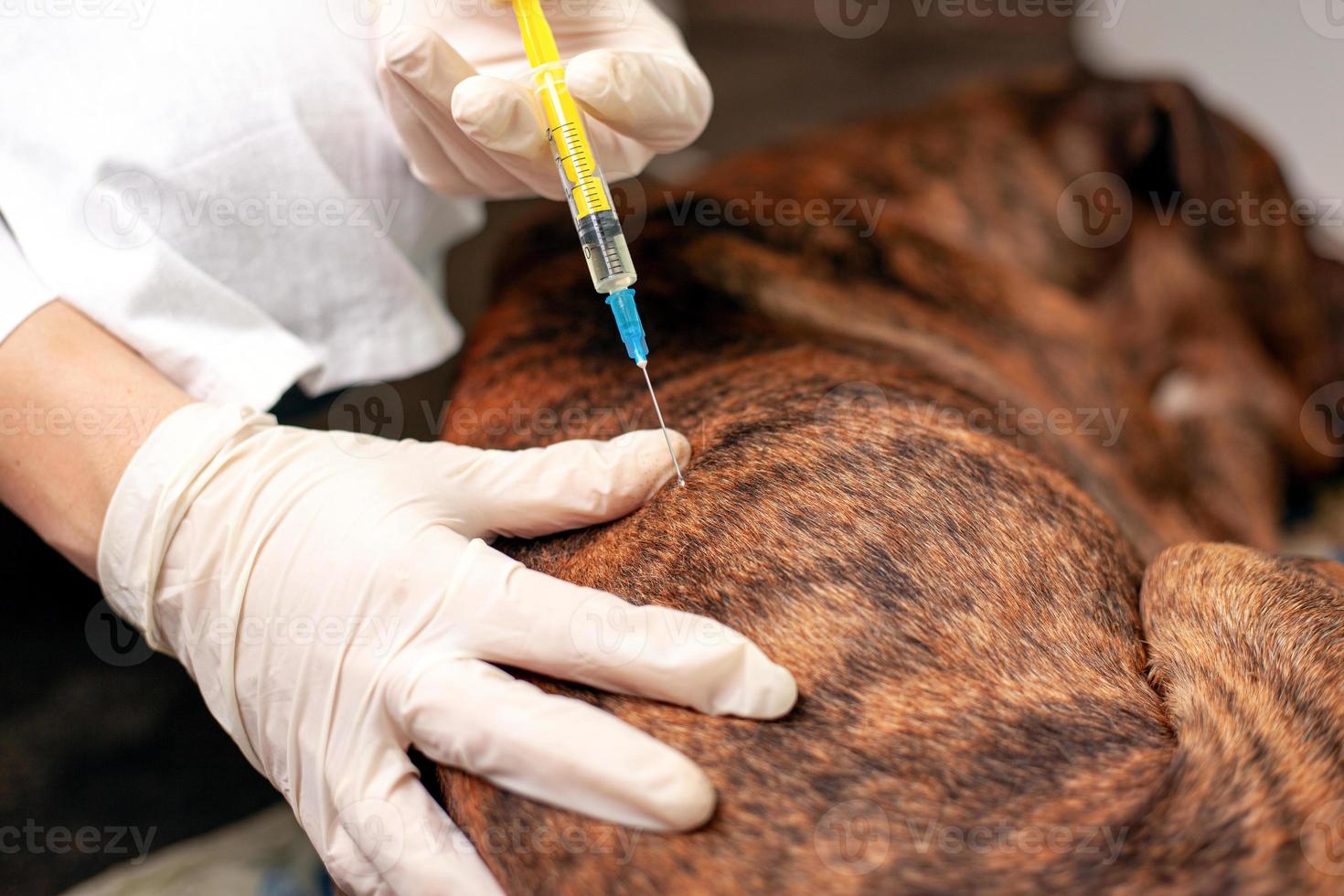 Doctor vet vaccinates a dog photo