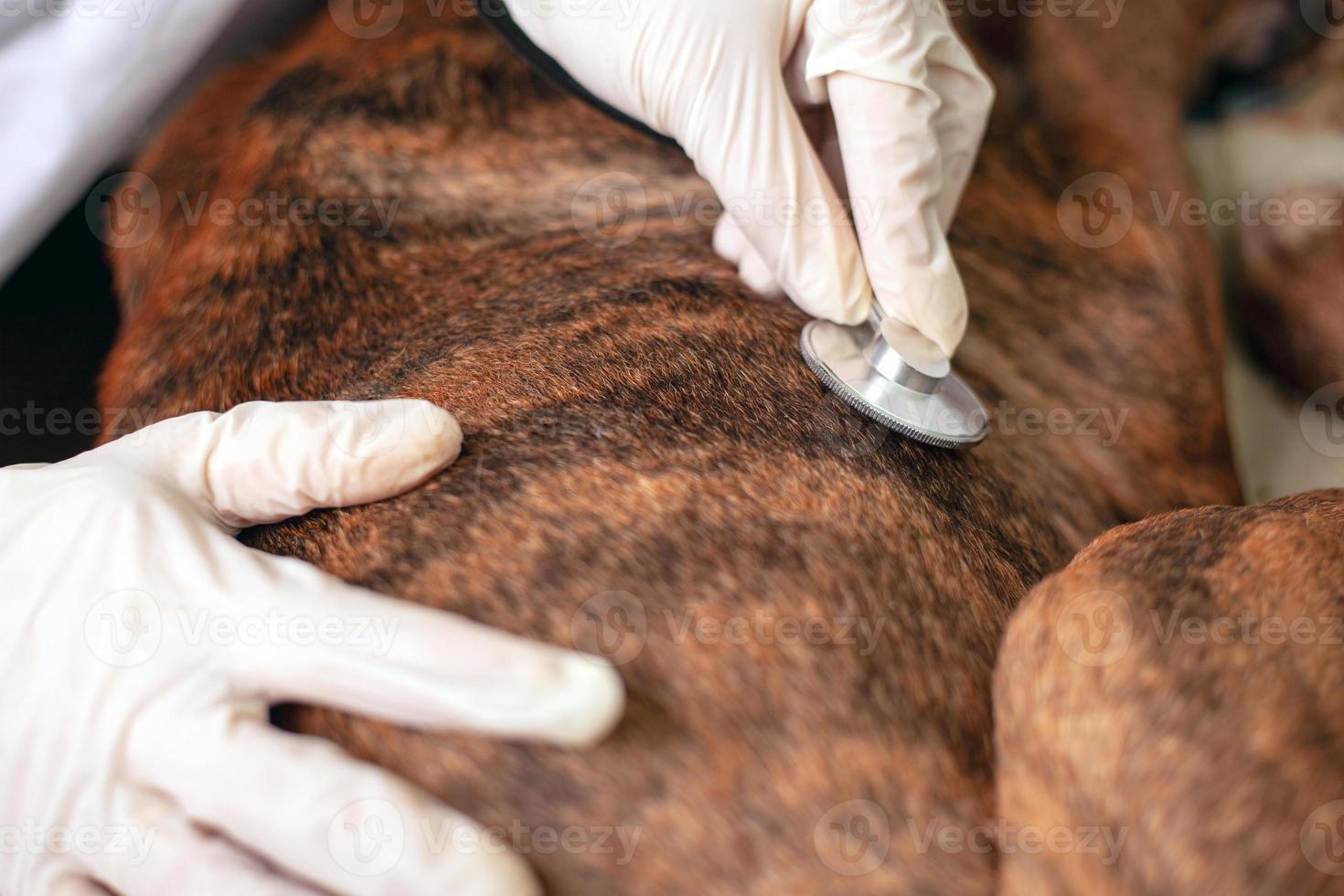 Doctor vet listens to a sick dog with a stethoscope close-up photo