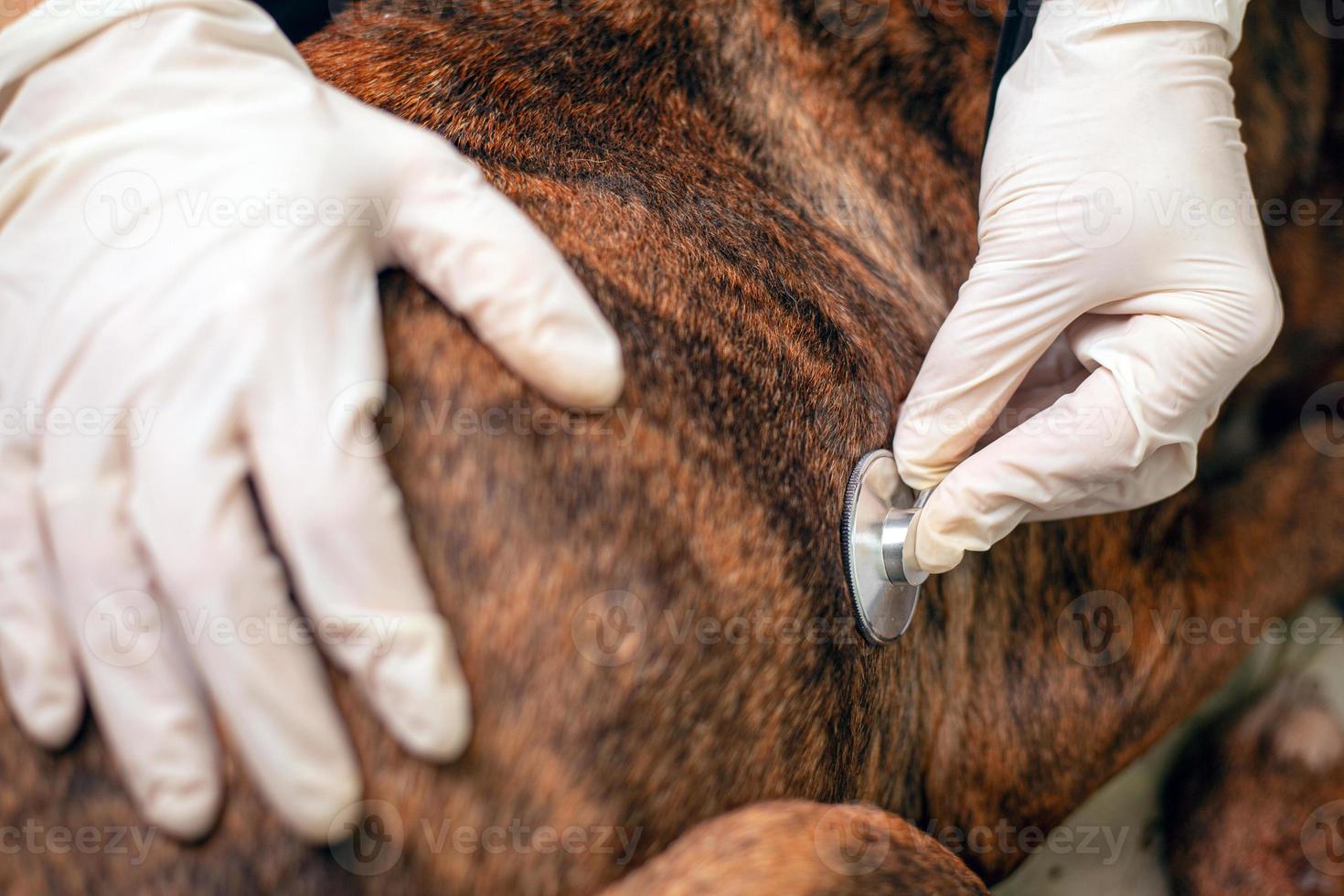 Veterinarian listens to a dog's heartbeat photo