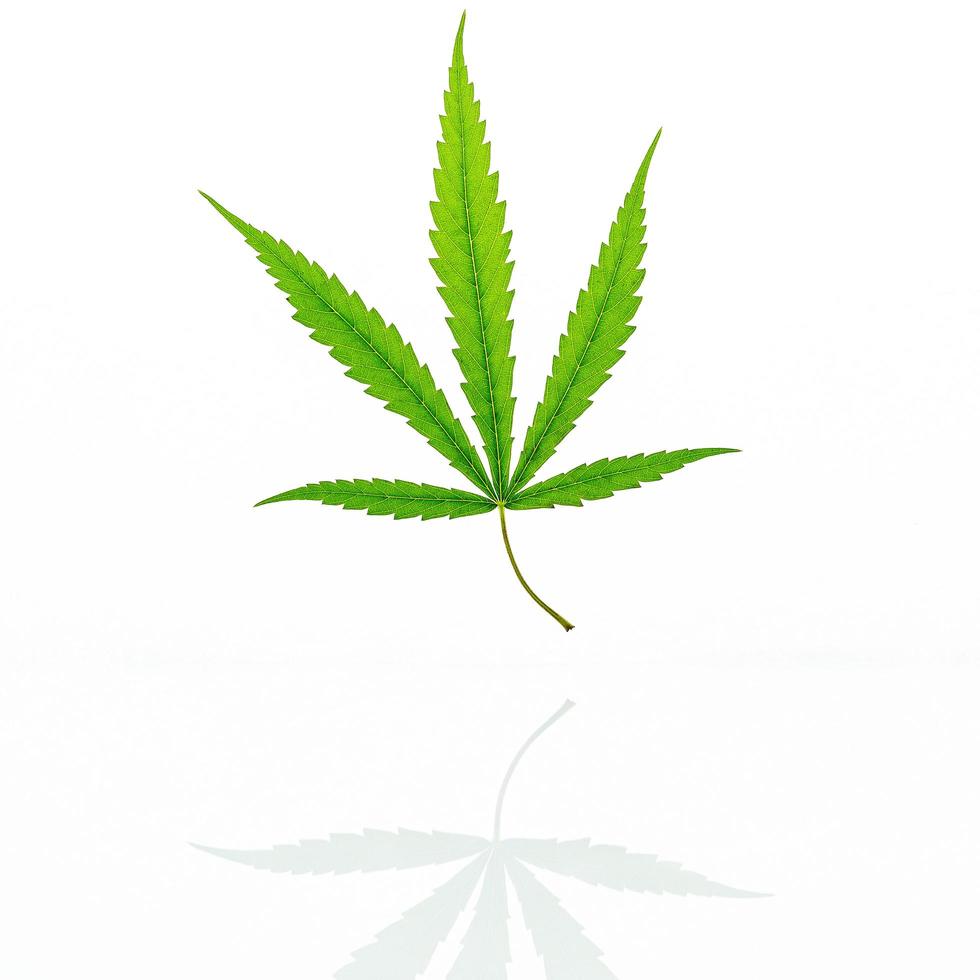 Green hemp leaf reflected on a white background photo