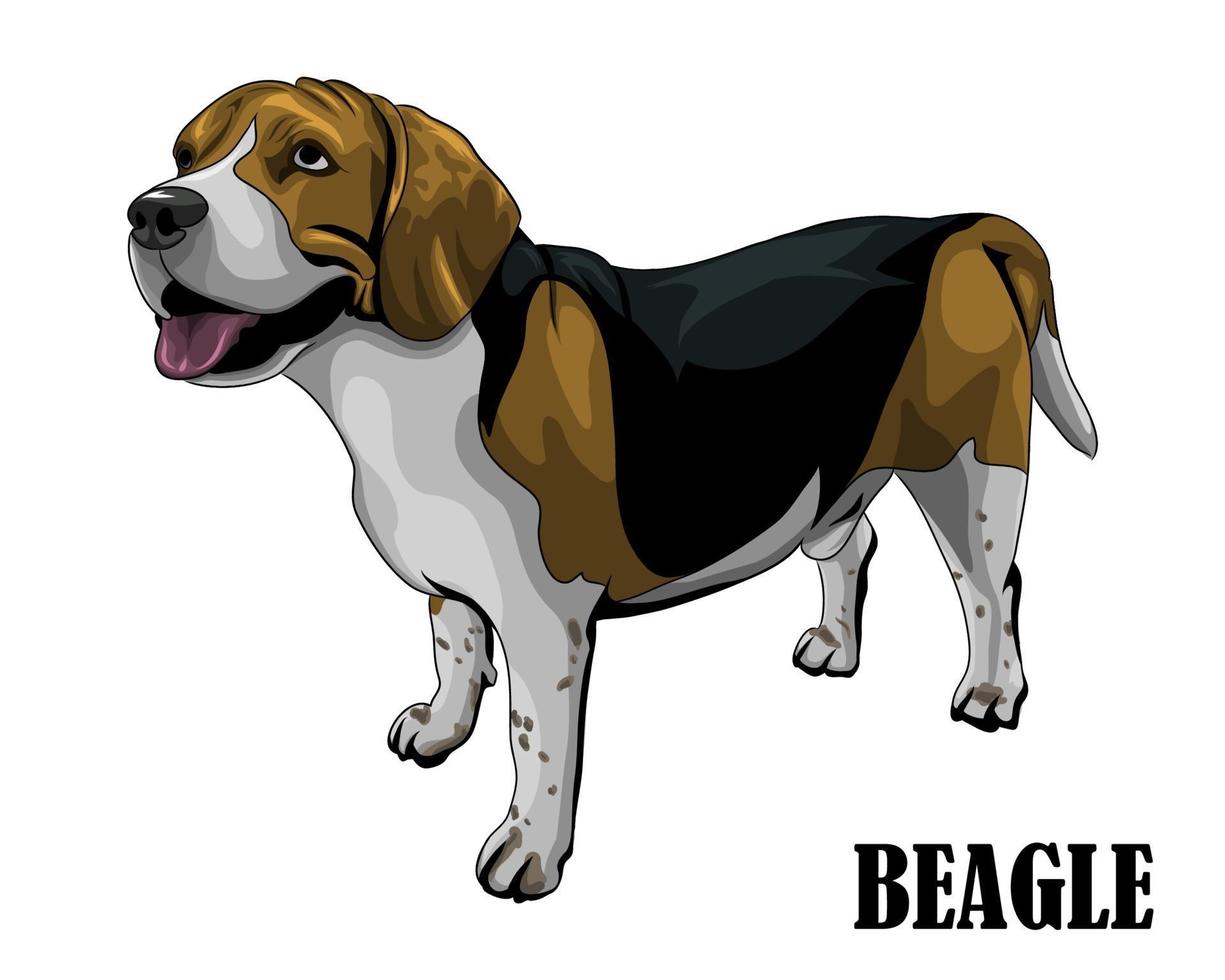 el perro beagle está mirando por encima de eps 10 vector