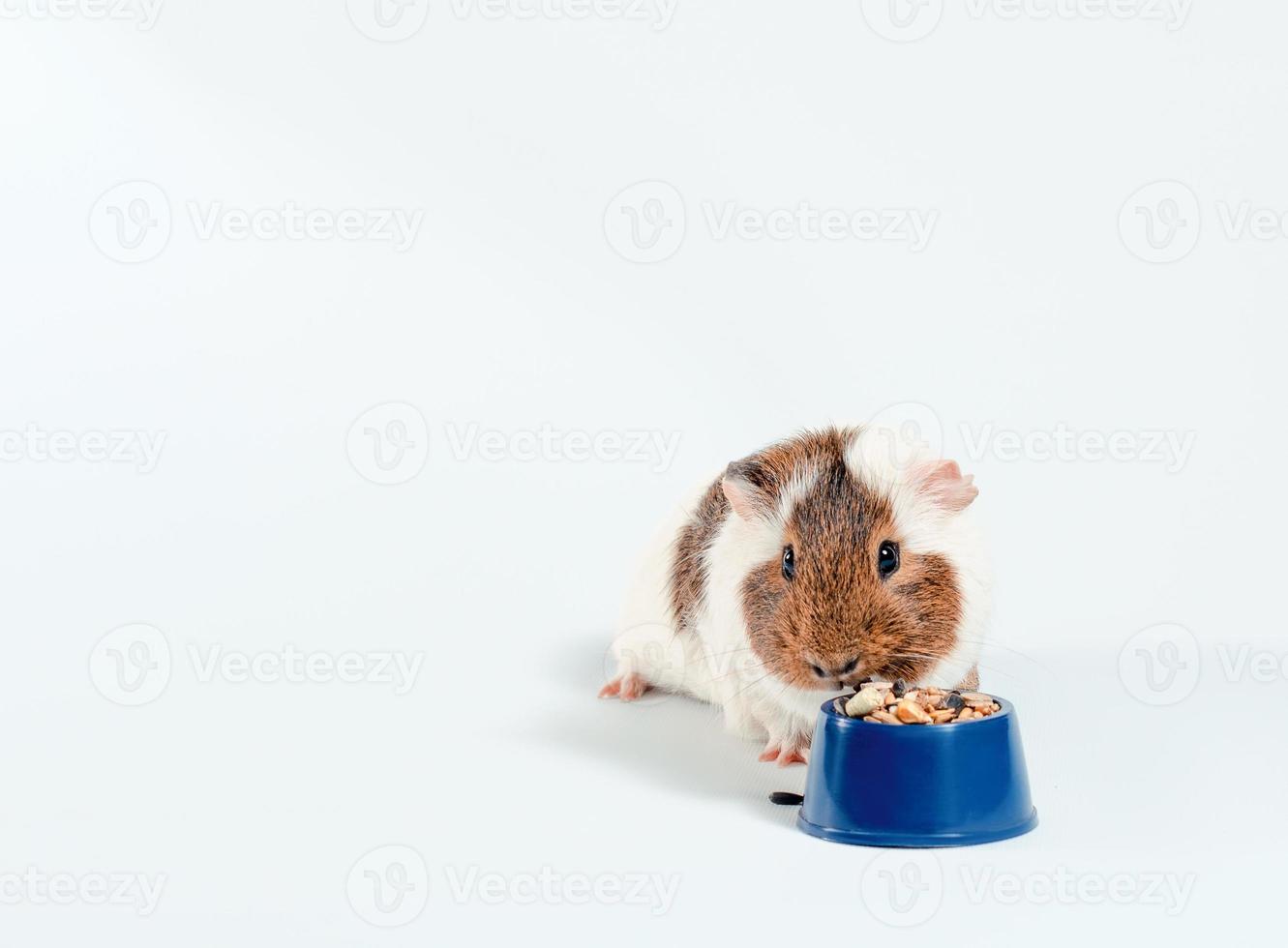 conejillo de indias y comida con espacio de copia foto