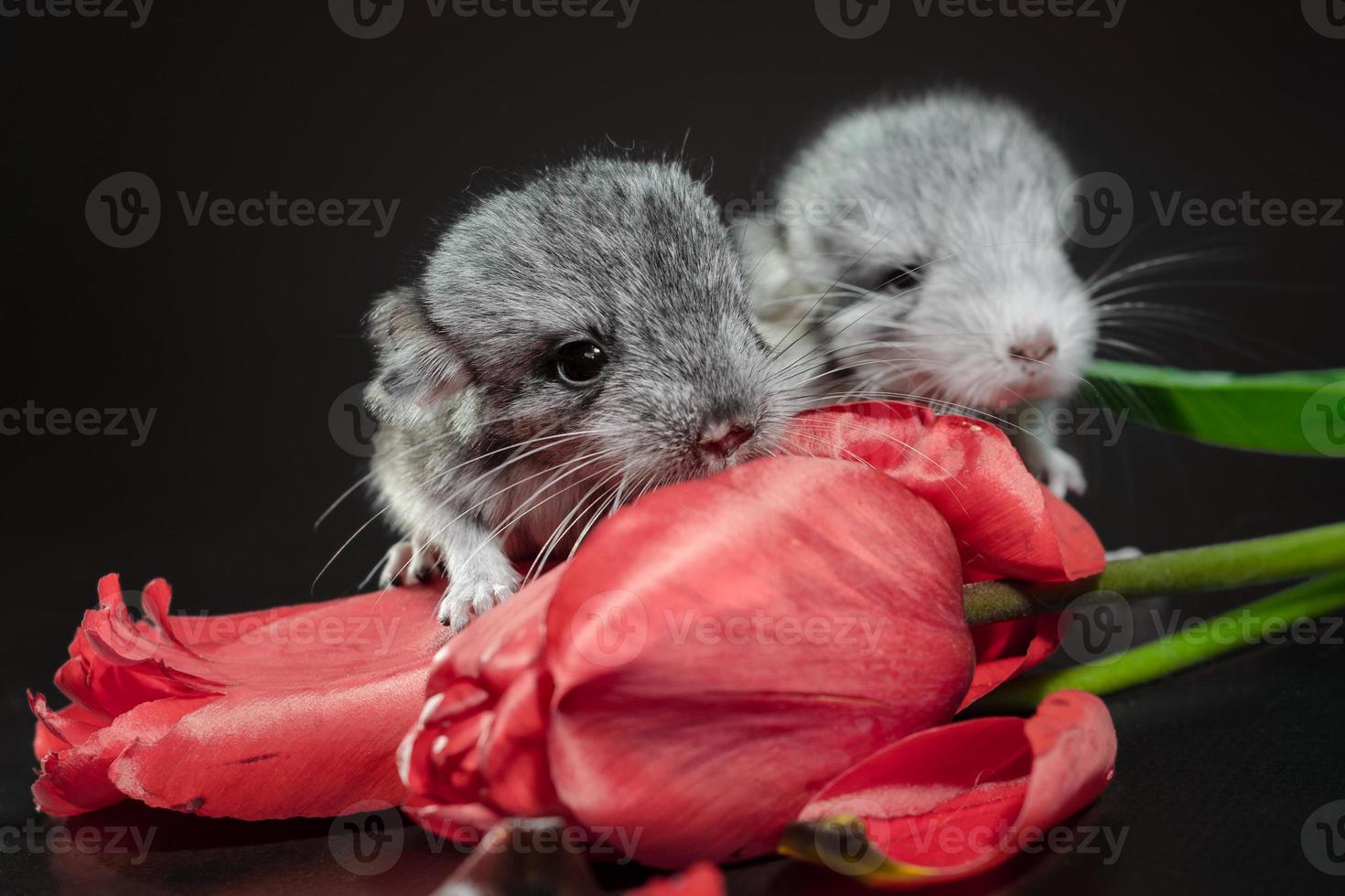 Two chinchillas and red tulips photo