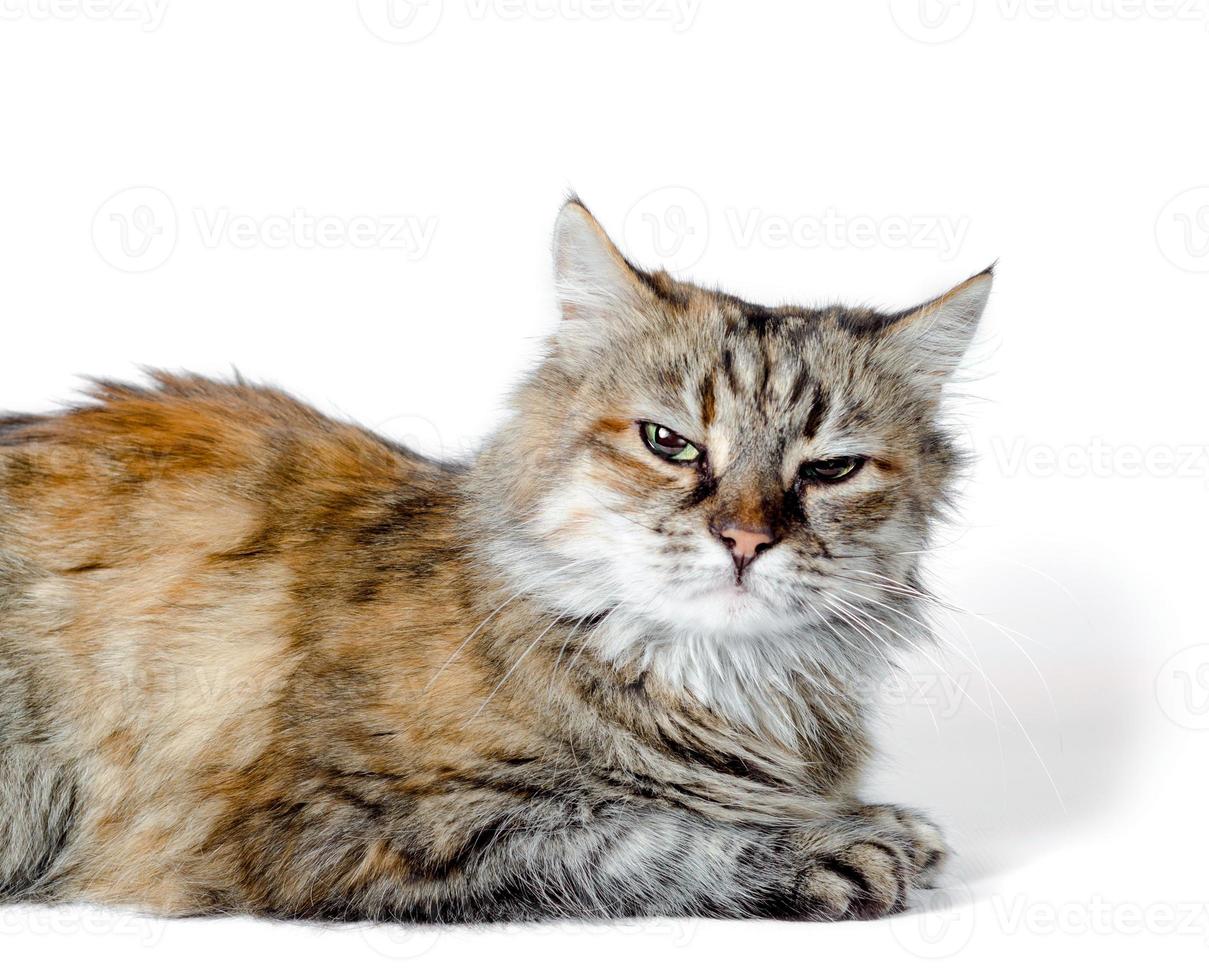 Angry cat on white background photo